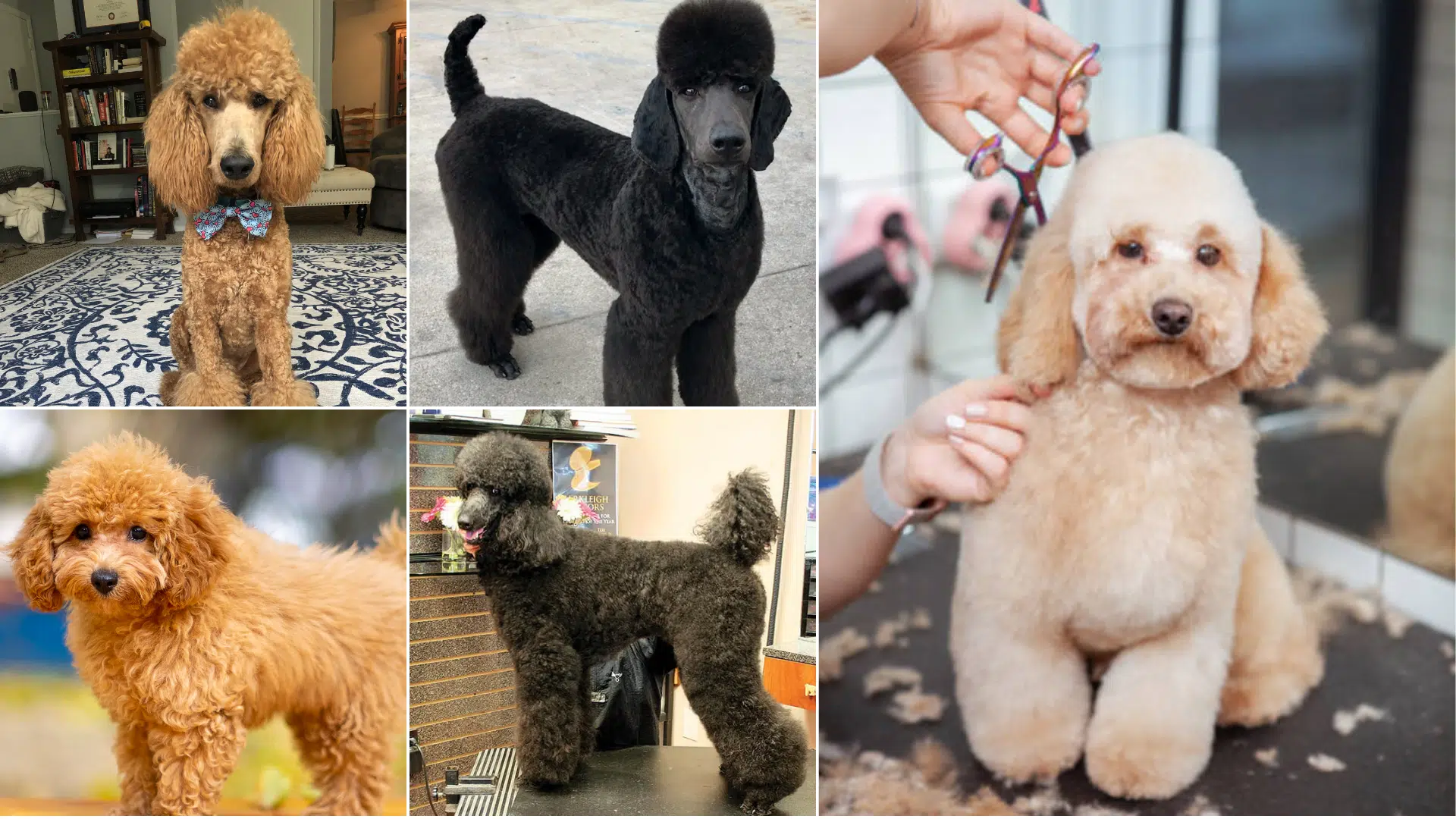 short poodle haircuts