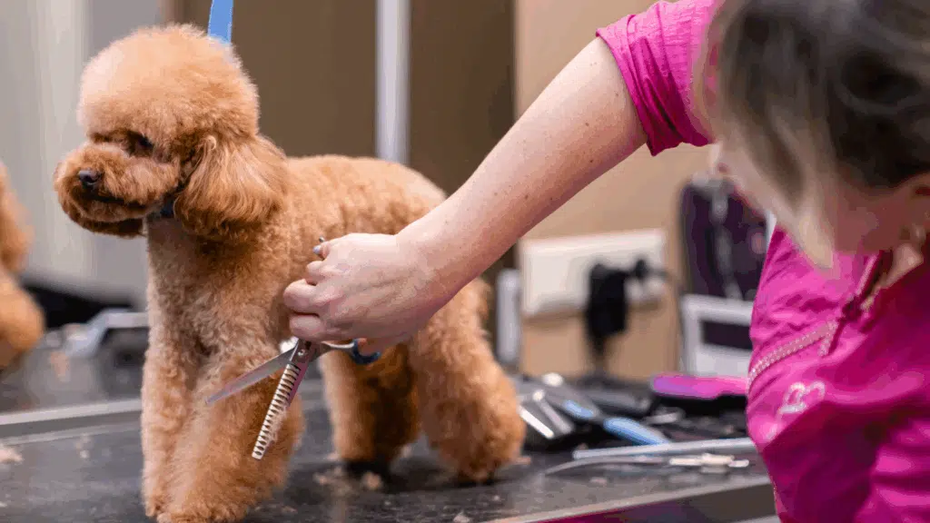 short poodle haircuts featured image