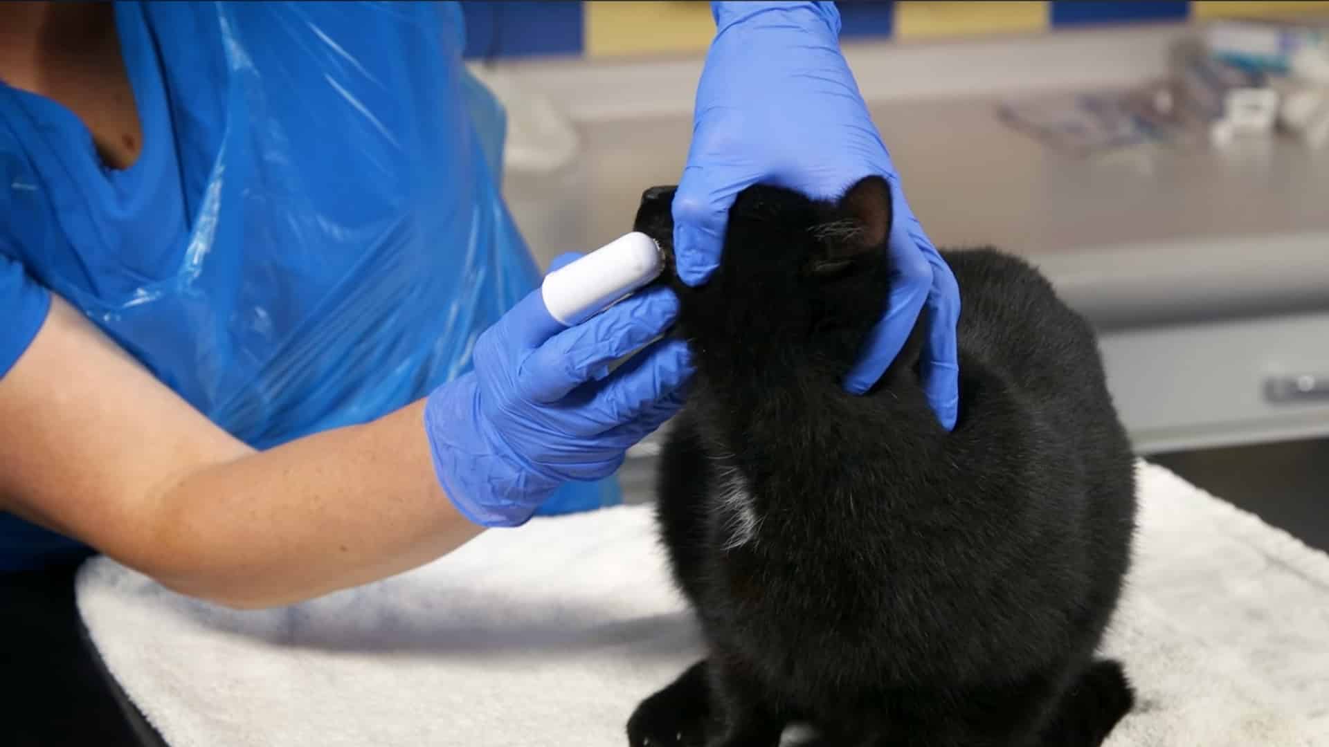 start brushing gently