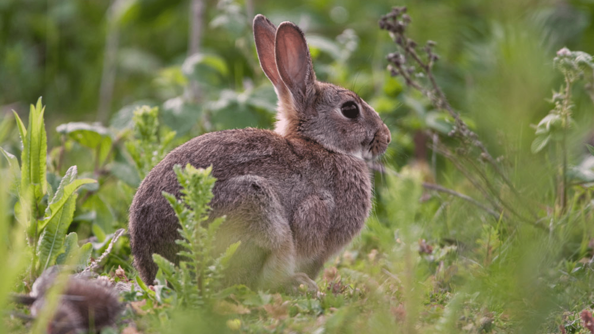 what do wild rabbits eat