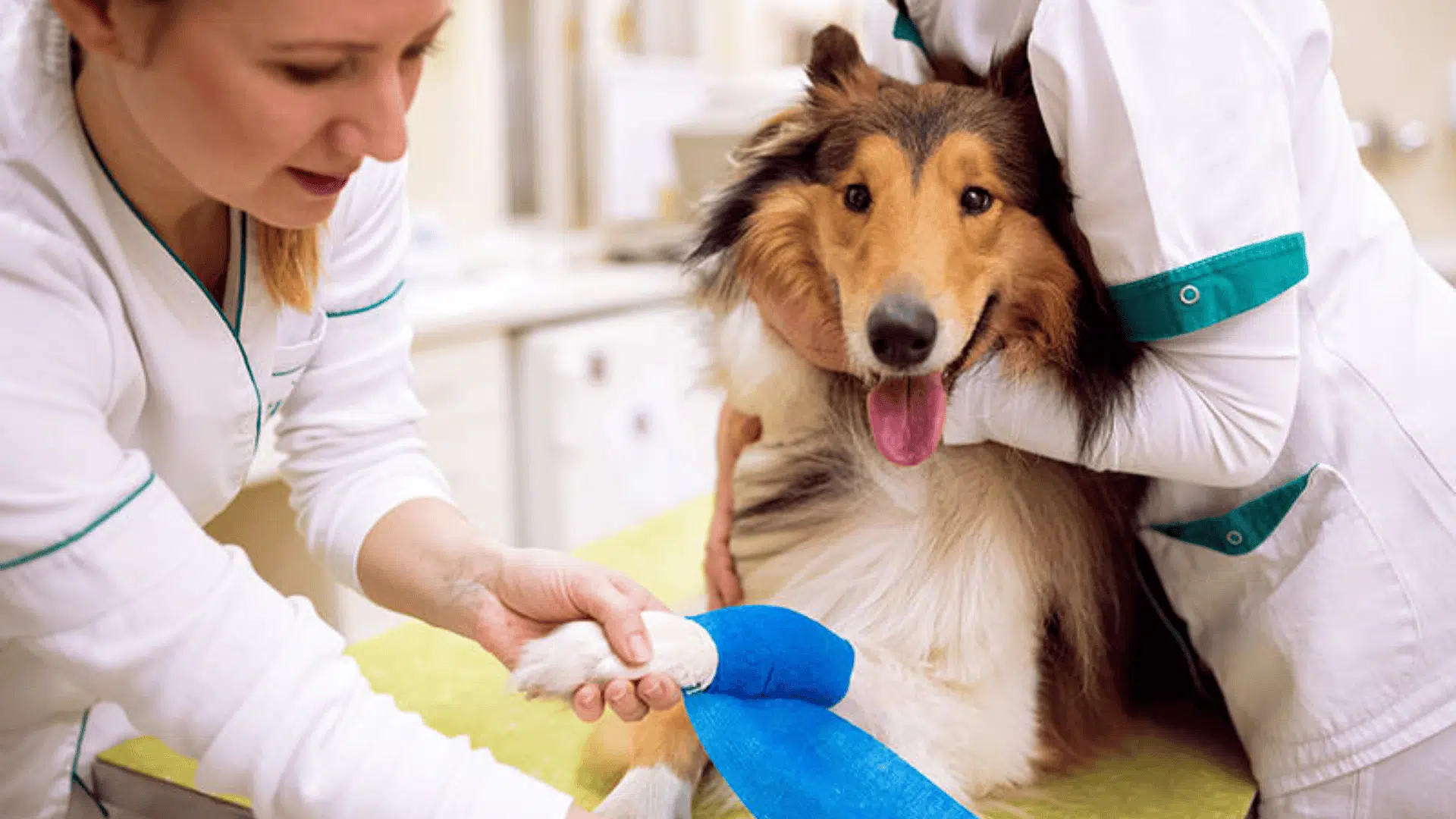 when to call a vet