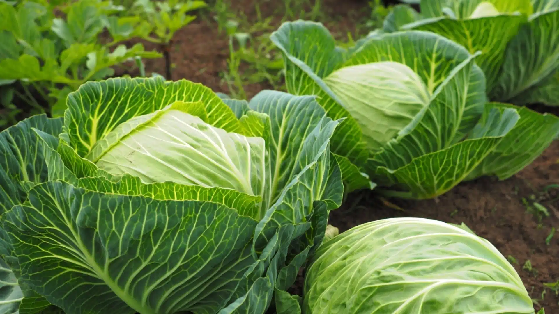 wild rabbit leafy greens