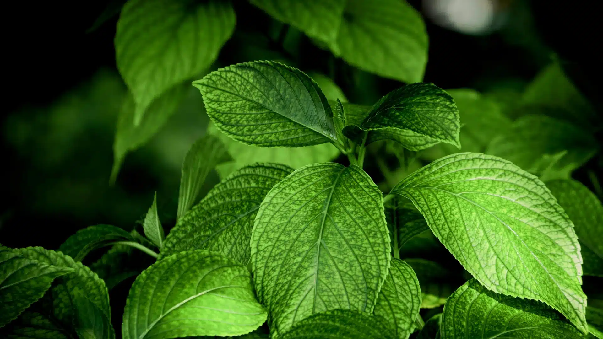 wild rabbit leaves shrub