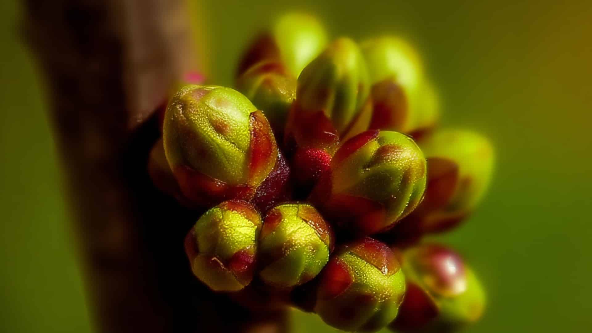 wild rabbit roots tree buds