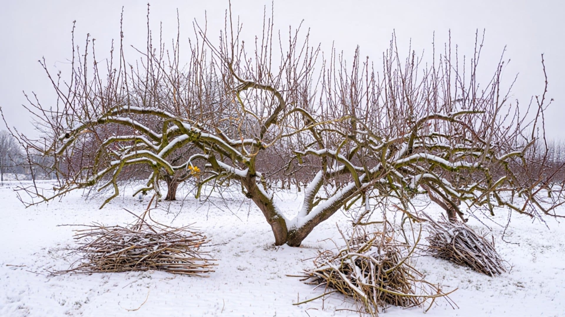 wild rabbit twigs bark