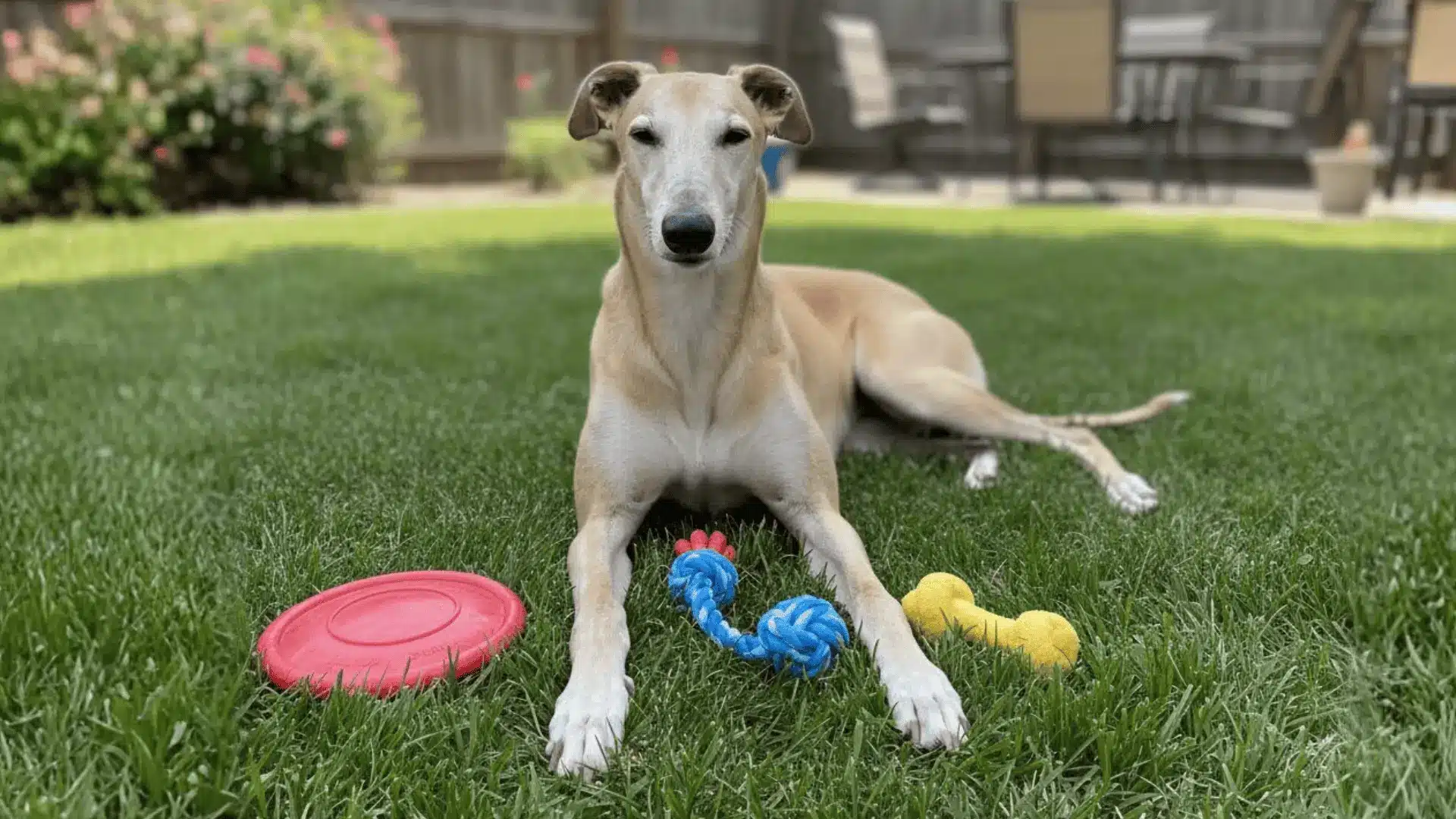 A tan Greyhound lying on green grass in a backyard, surrounded by a red frisbee, a blue rope toy, and a yellow bone