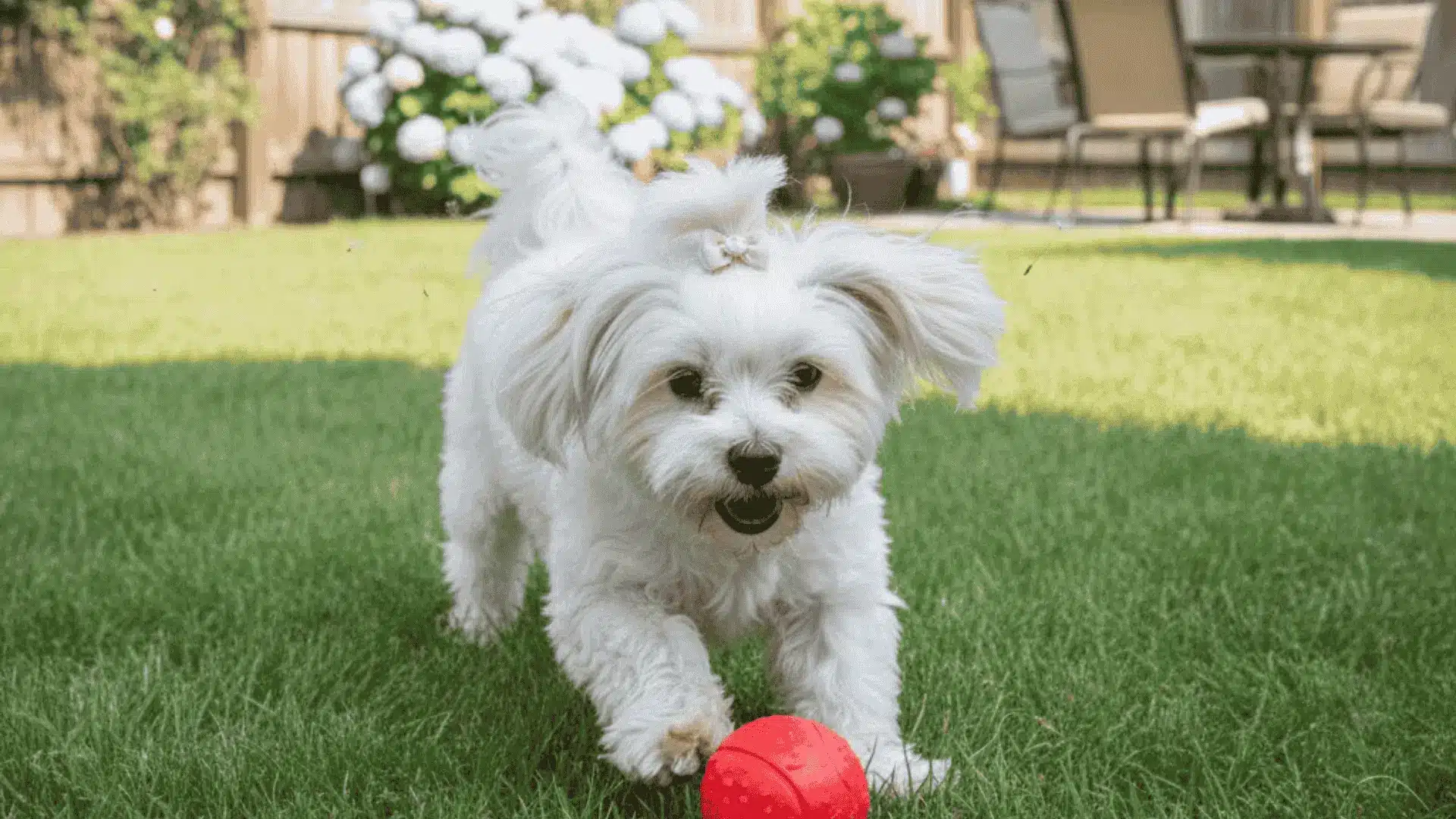 A white Maltese with a pink bow runs toward the camera with a red ball on a green backyard lawn