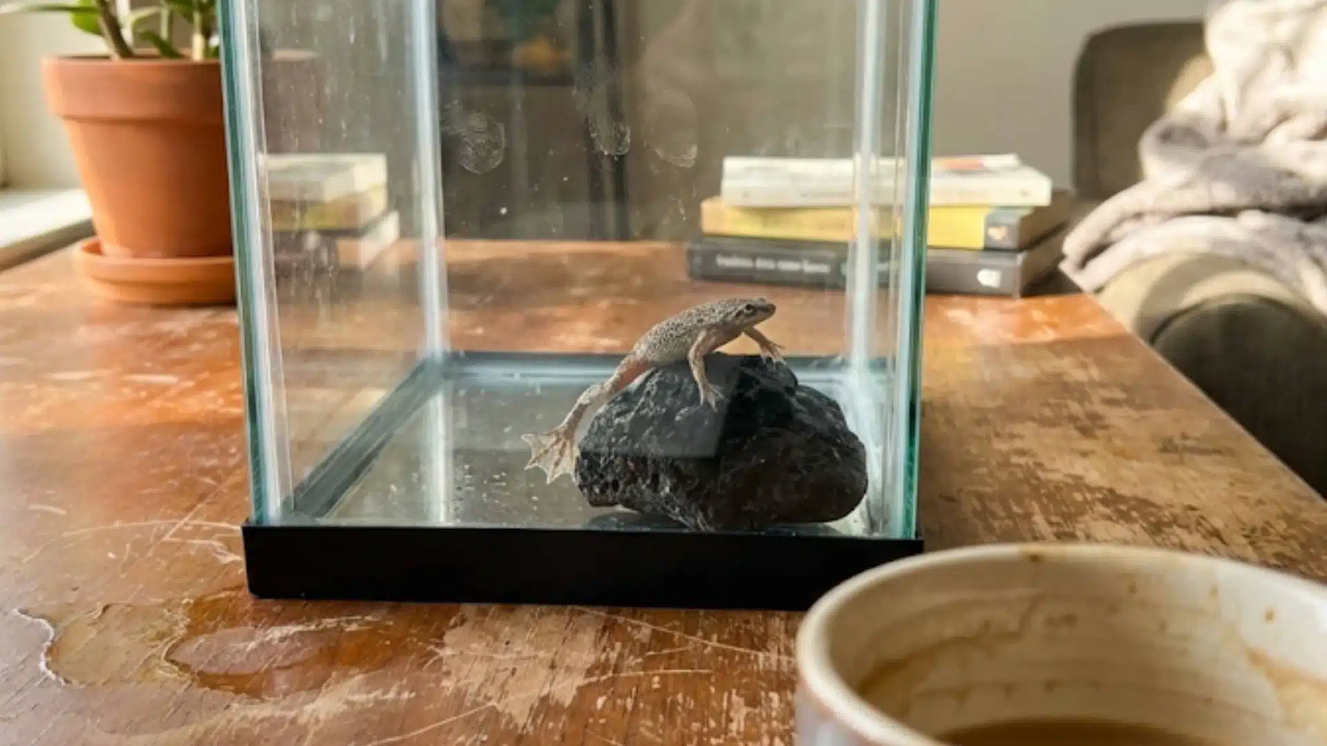 African frog resting on a rock inside a small glass tank on a table with coffee and notebook, good example of low maintenance pets naturally in a home setup