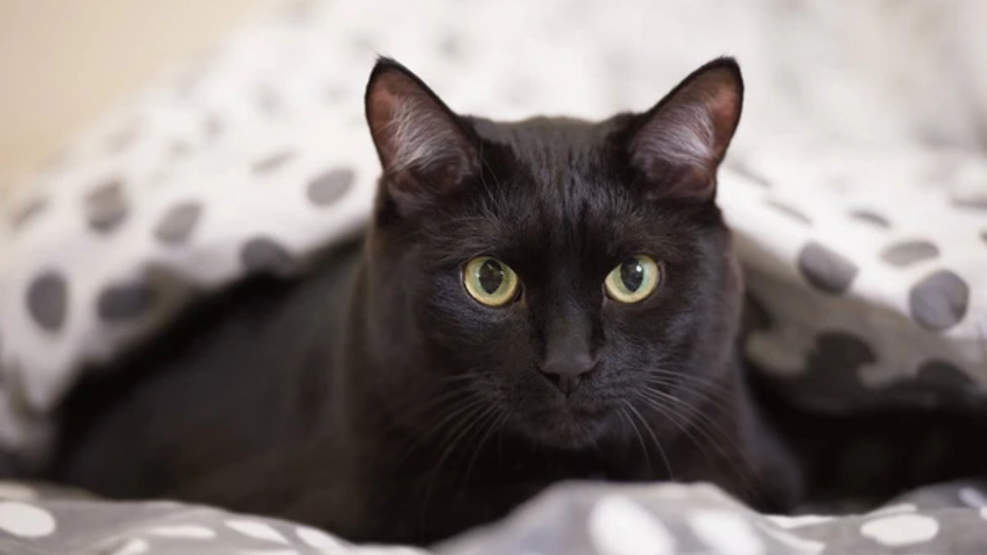 Black american bobtail cat with green eyes peeking out from under a patterned blanket indoors