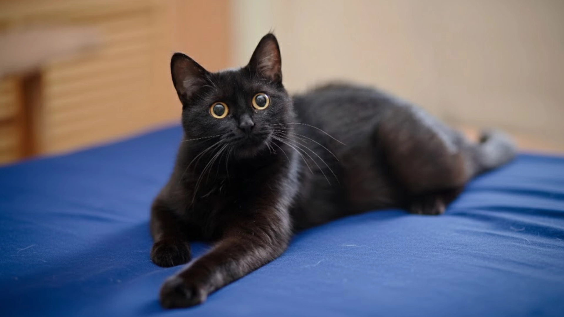 Black american shorthair cat with wide golden eyes lying on a blue bed indoors, looking alert toward the camera