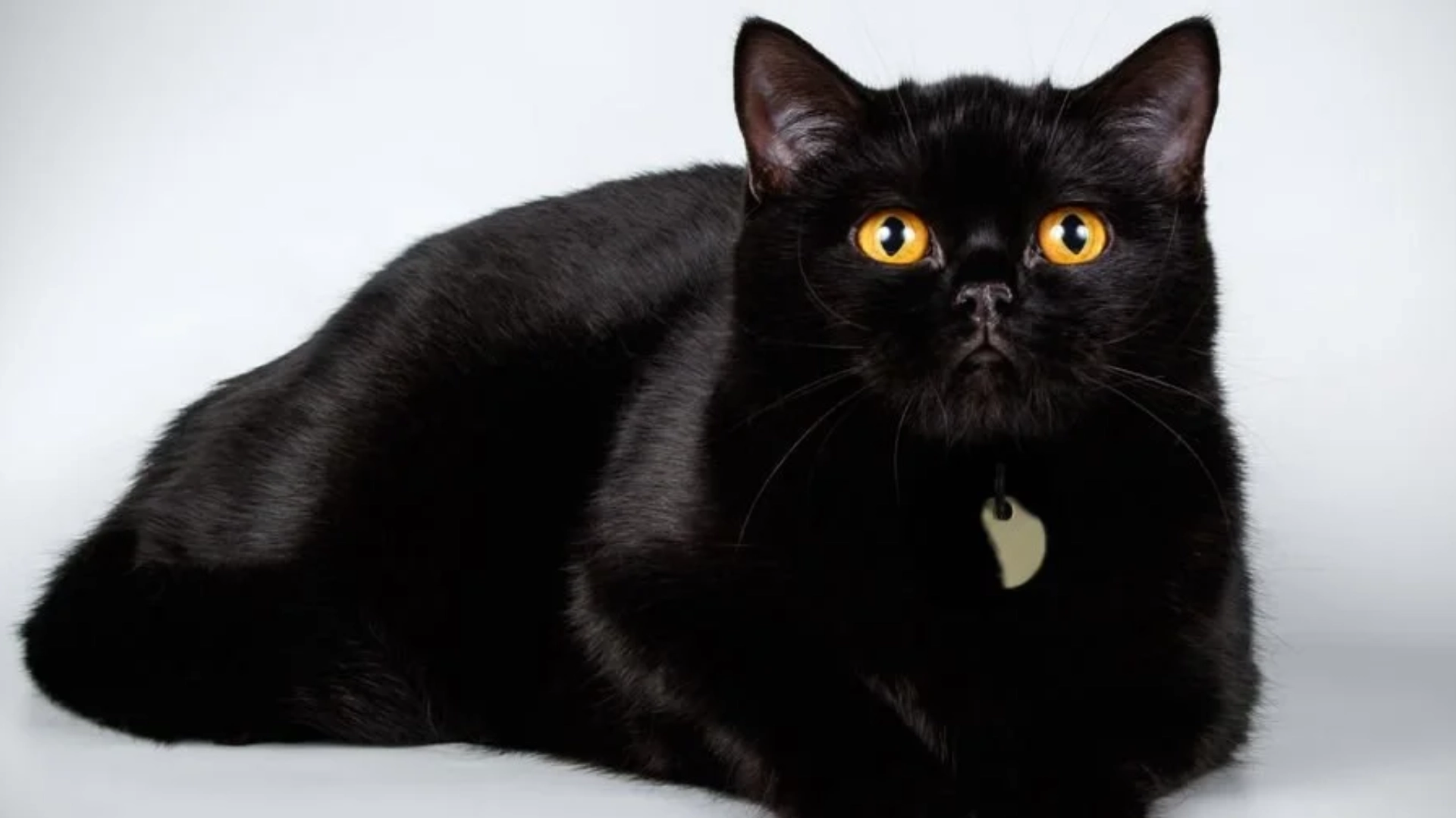 Black british shorthair cat with bright amber eyes lying against a light background, wearing a small collar tag