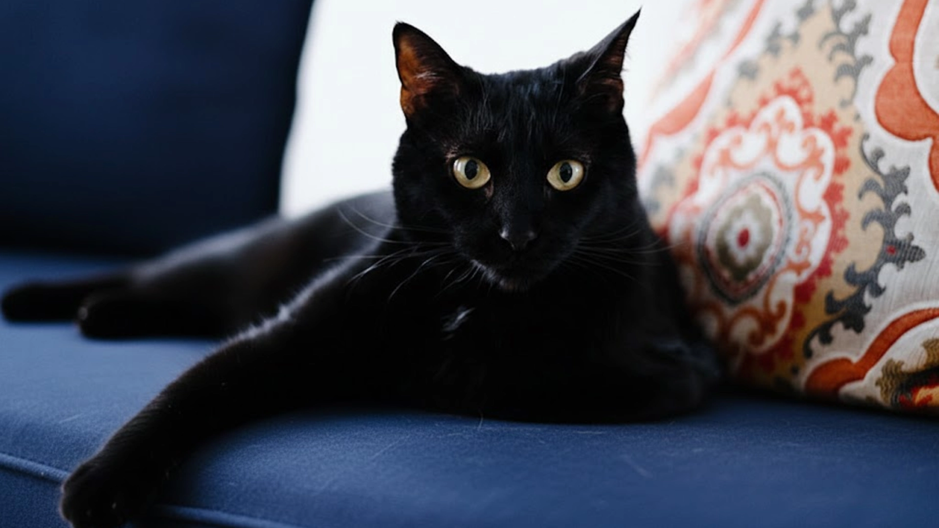 Black cat with bright yellow eyes resting on a blue couch beside a patterned cushion indoors