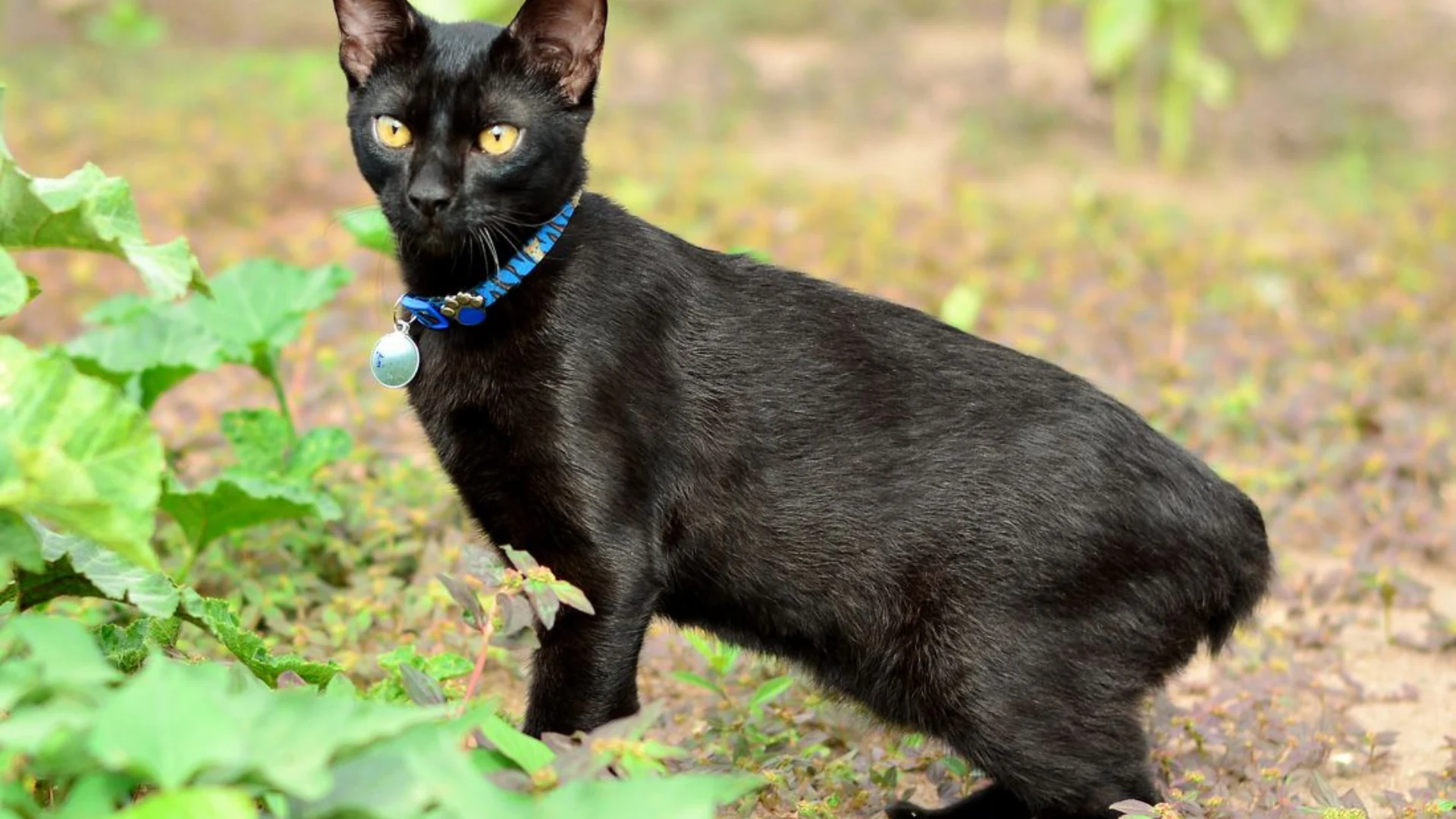 Black japanese bobtail cat with yellow eyes wearing a blue collar standing outdoors among green plants