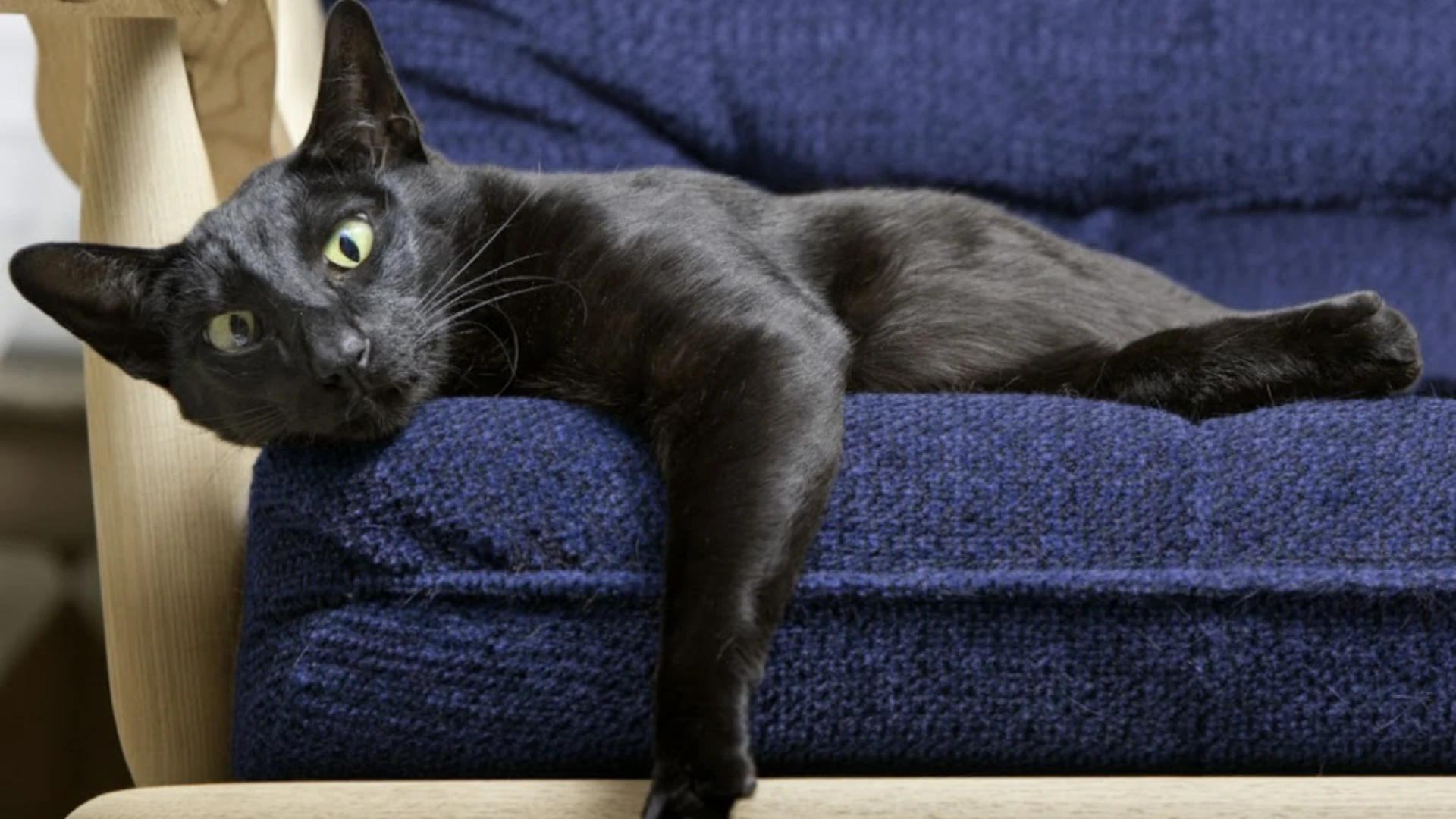 Black oriental shorthaircat with green eyes lounging on a blue chair indoors, one paw hanging over the edge