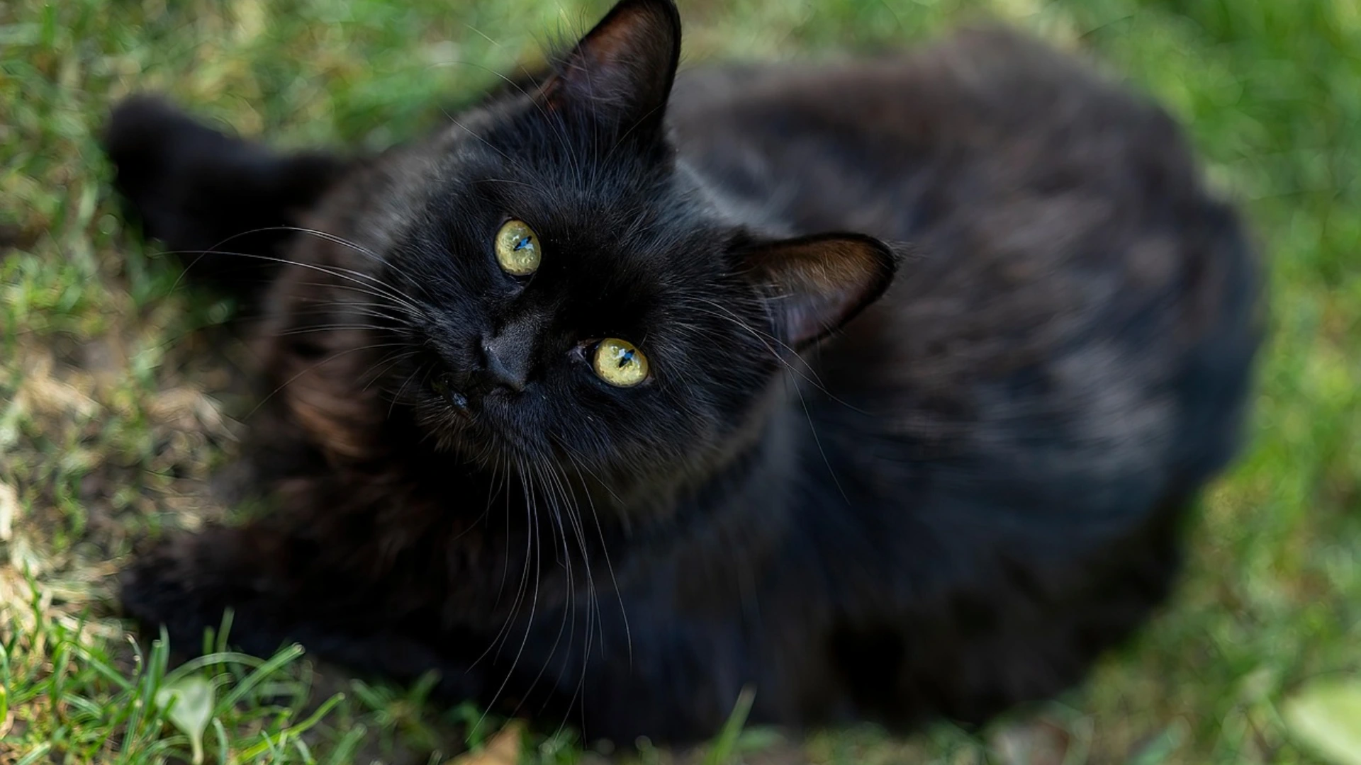 Black persian cat with yellow green eyes lying on grass, looking up with a tilted head outdoors
