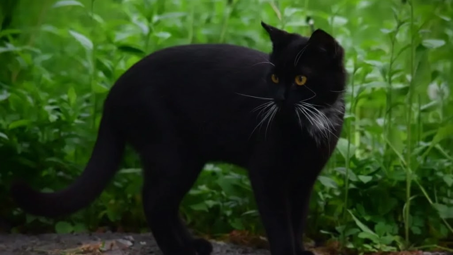 Black ragamuffin cat with yellow eyes standing on a path outdoors, surrounded by tall green plants and foliage