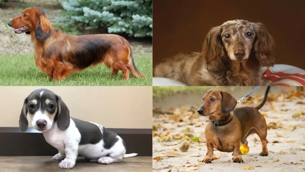 Collage of four Dachshunds including long haired, smooth coated, dapple, and piebald varieties in indoor and outdoor settings