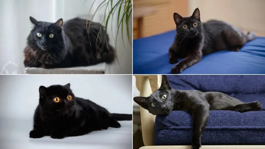 Collage of four black cats with bright eyes lounging indoors on beds, chairs, and soft surfaces