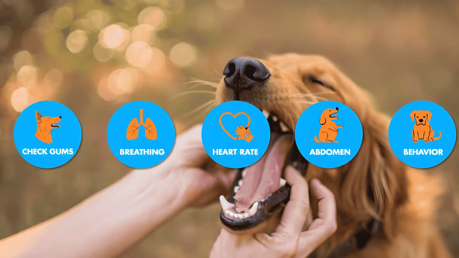 Dog owner checking gums and monitoring breathing, heart rate, abdomen, and behavior for health signs