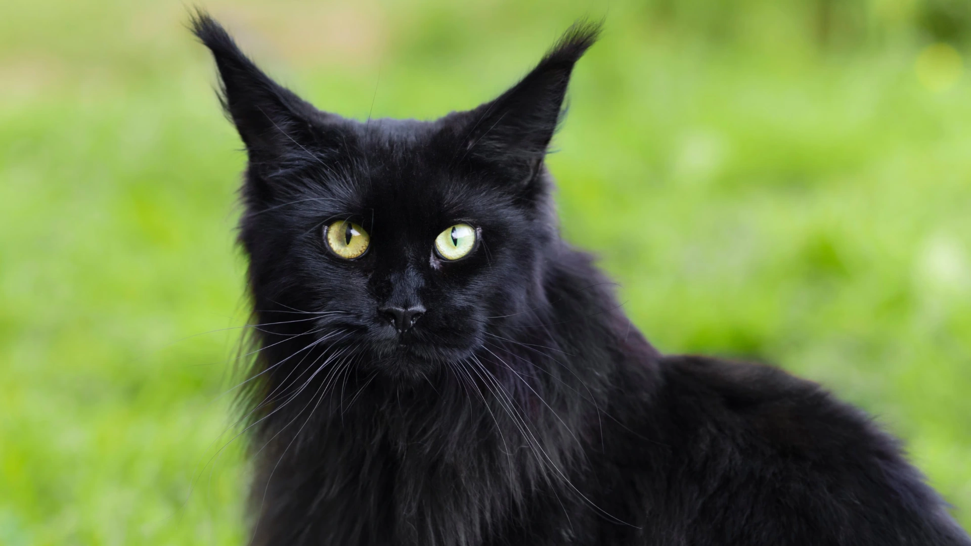 Fluffy black cat with bright green eyes sitting outdoors against a soft blurred green background