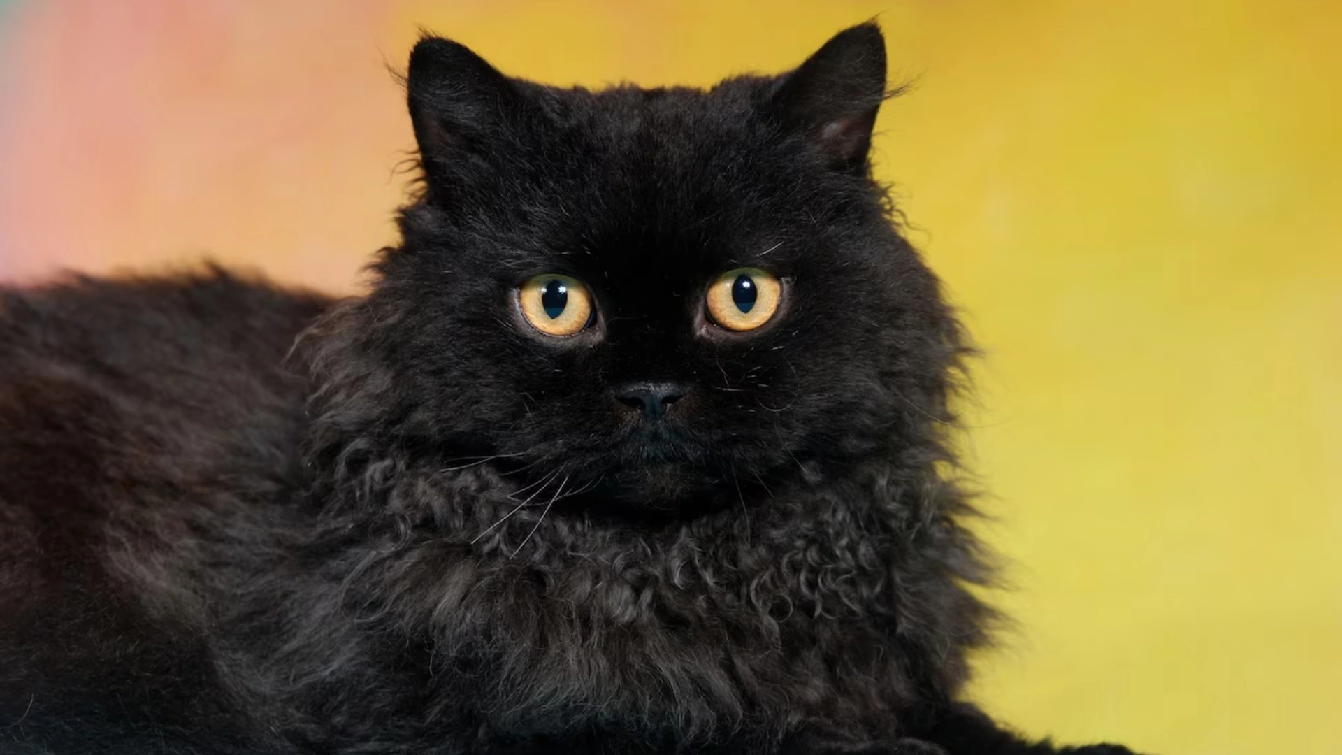 Fluffy black selkirk rex cat with round golden eyes lying against a soft yellow and blue background
