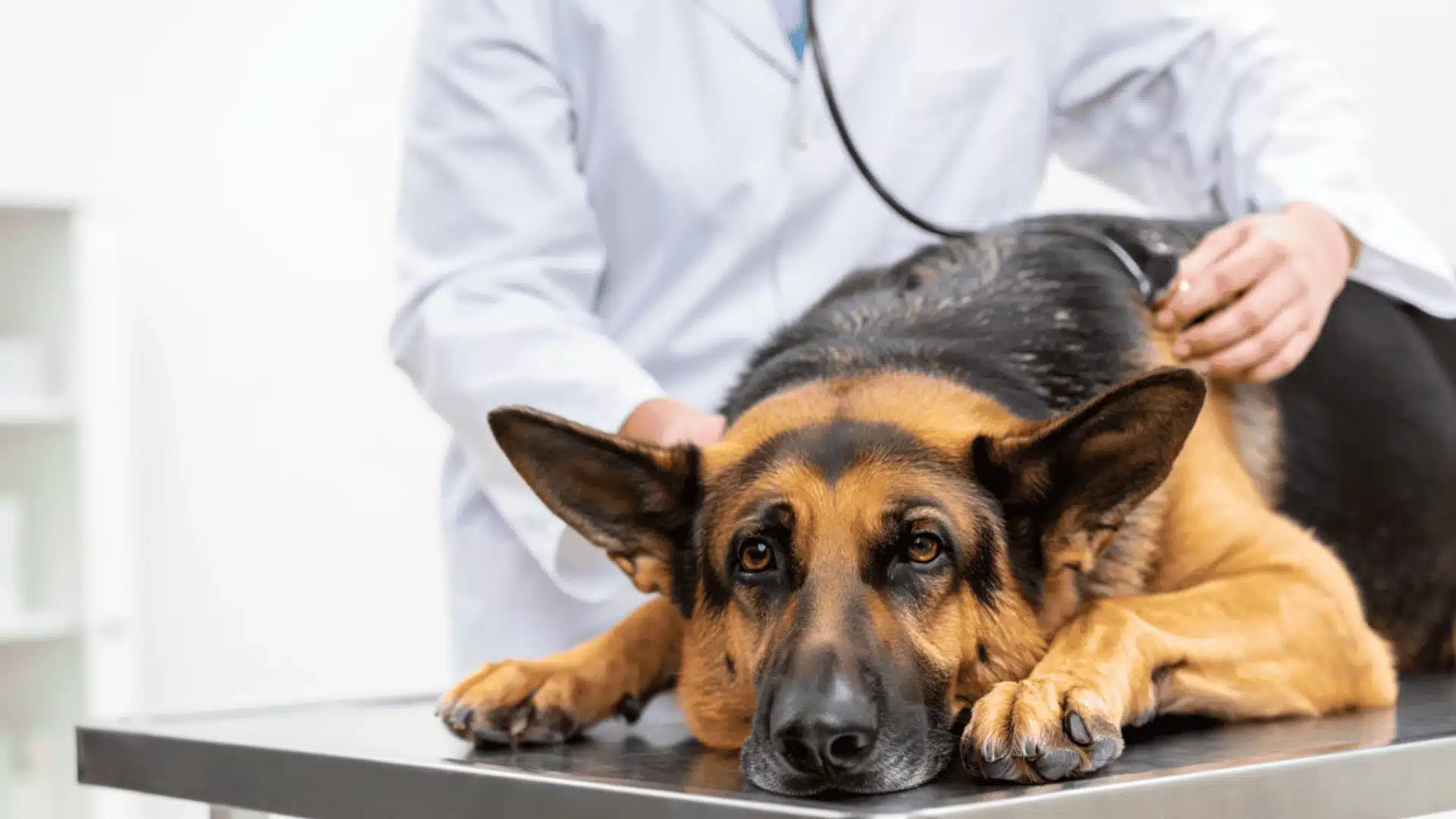 German Shepherd lying weak on exam table while veterinarian checks for symptoms