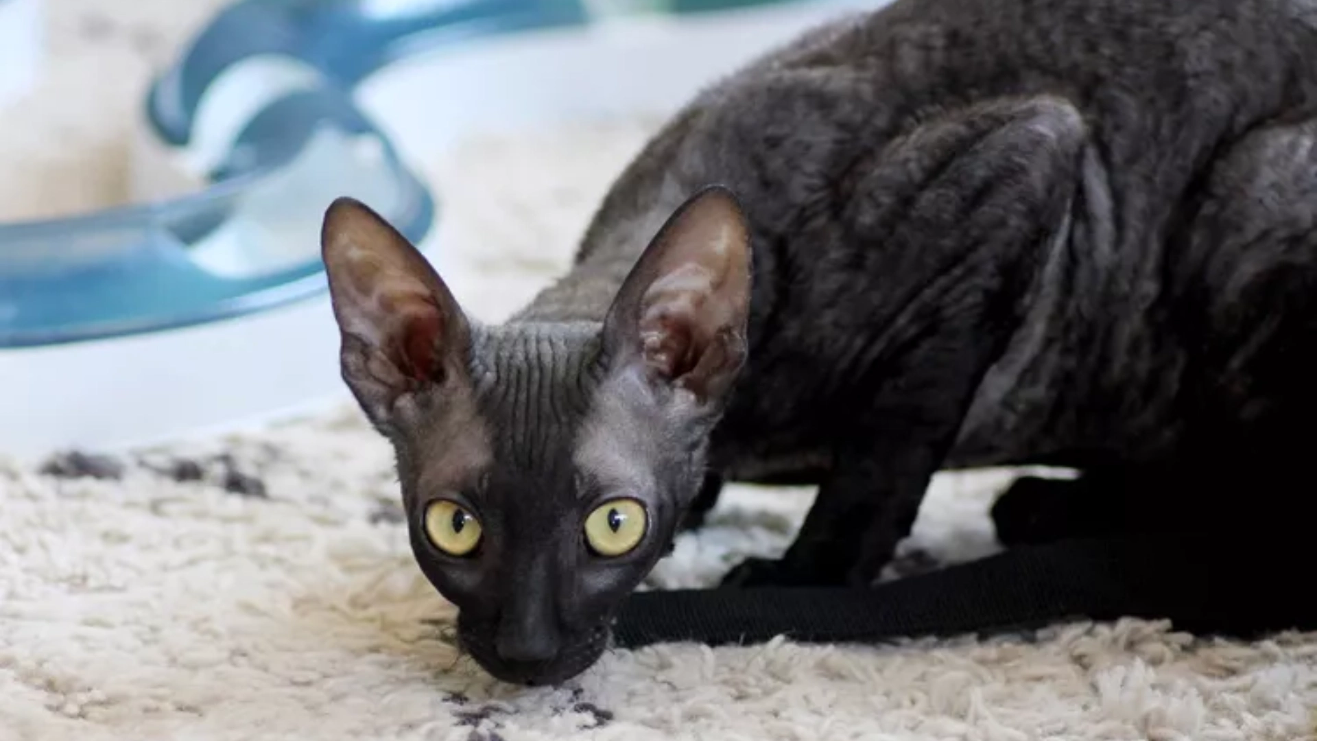 Hairless black cornish rex cat with large ears and yellow eyes crouching on a light carpet indoors