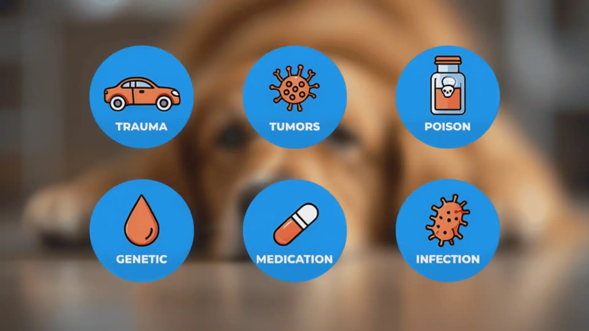 Icons showing trauma, tumors, poison, genetic disorders, medication, and infection as common causes in dogs