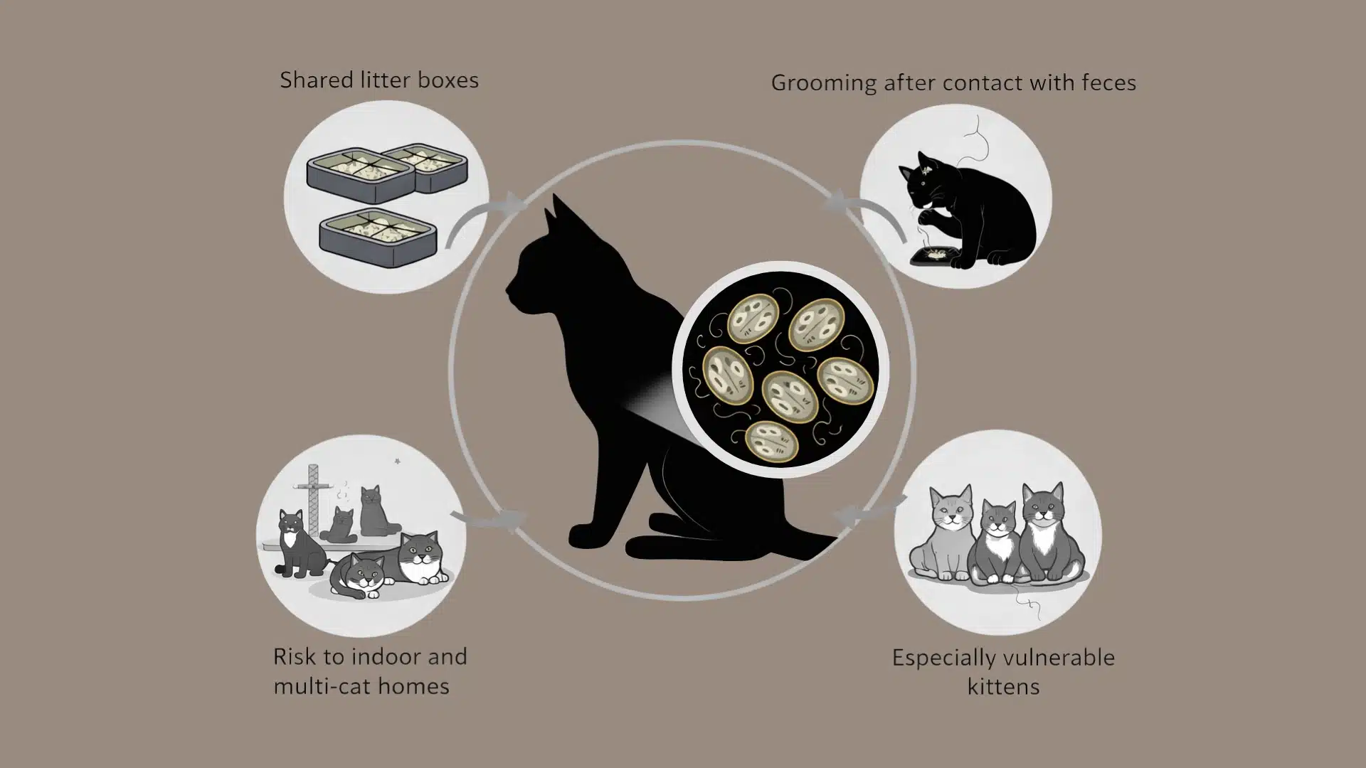 Infographic showing what cause giardia in cats including shared litter boxes grooming feces and multi cat homes