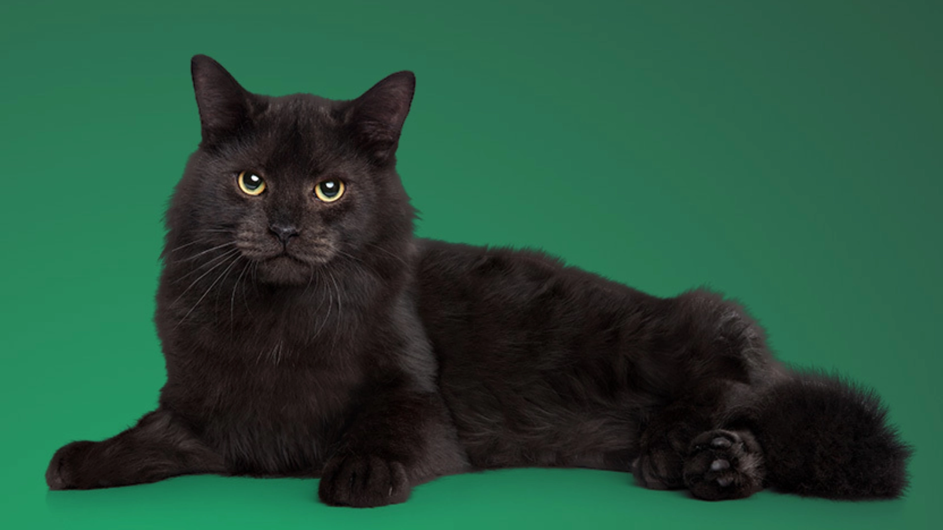 Long haired black cat with green eyes lying calmly against a solid green background