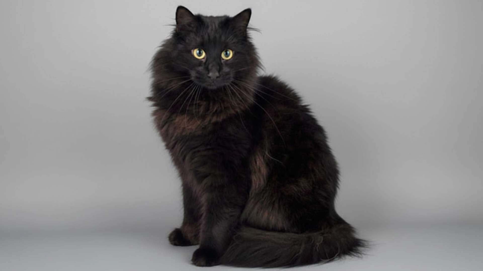 Long haired black norwegian forest cat with yellow eyes sitting against a plain light background indoors