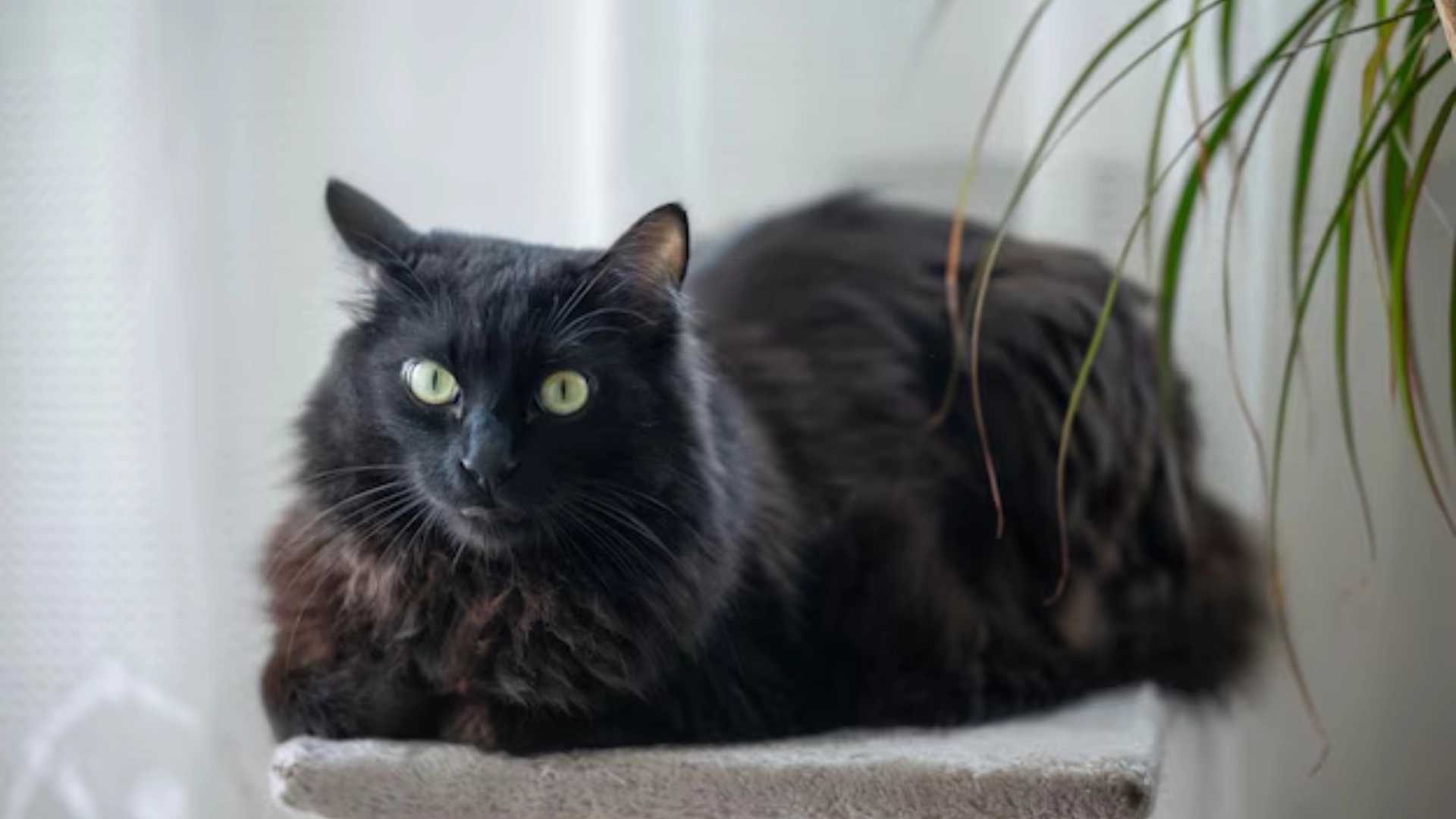 Long haired black turkish angora cat with green eyes resting on a cat tree indoors near a window and houseplant