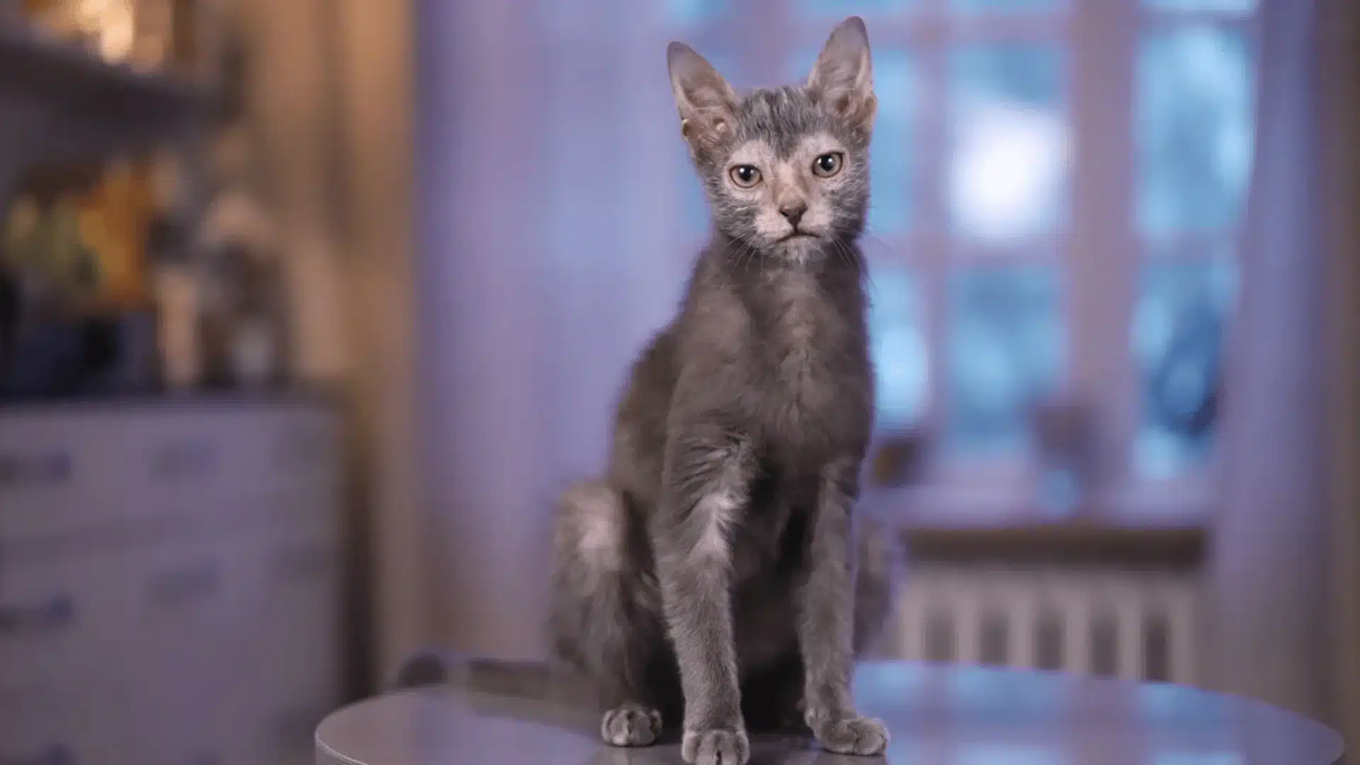 Lykoi cat with sparse gray coat sitting on table indoors