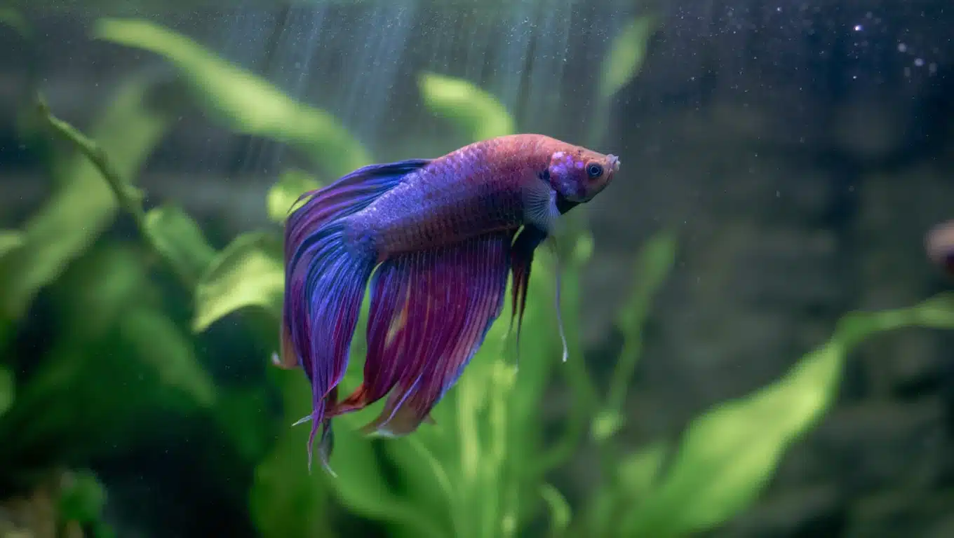 Purple and blue male betta fish swimming in a planted aquarium with soft light rays, suitable for a pet care blog guide