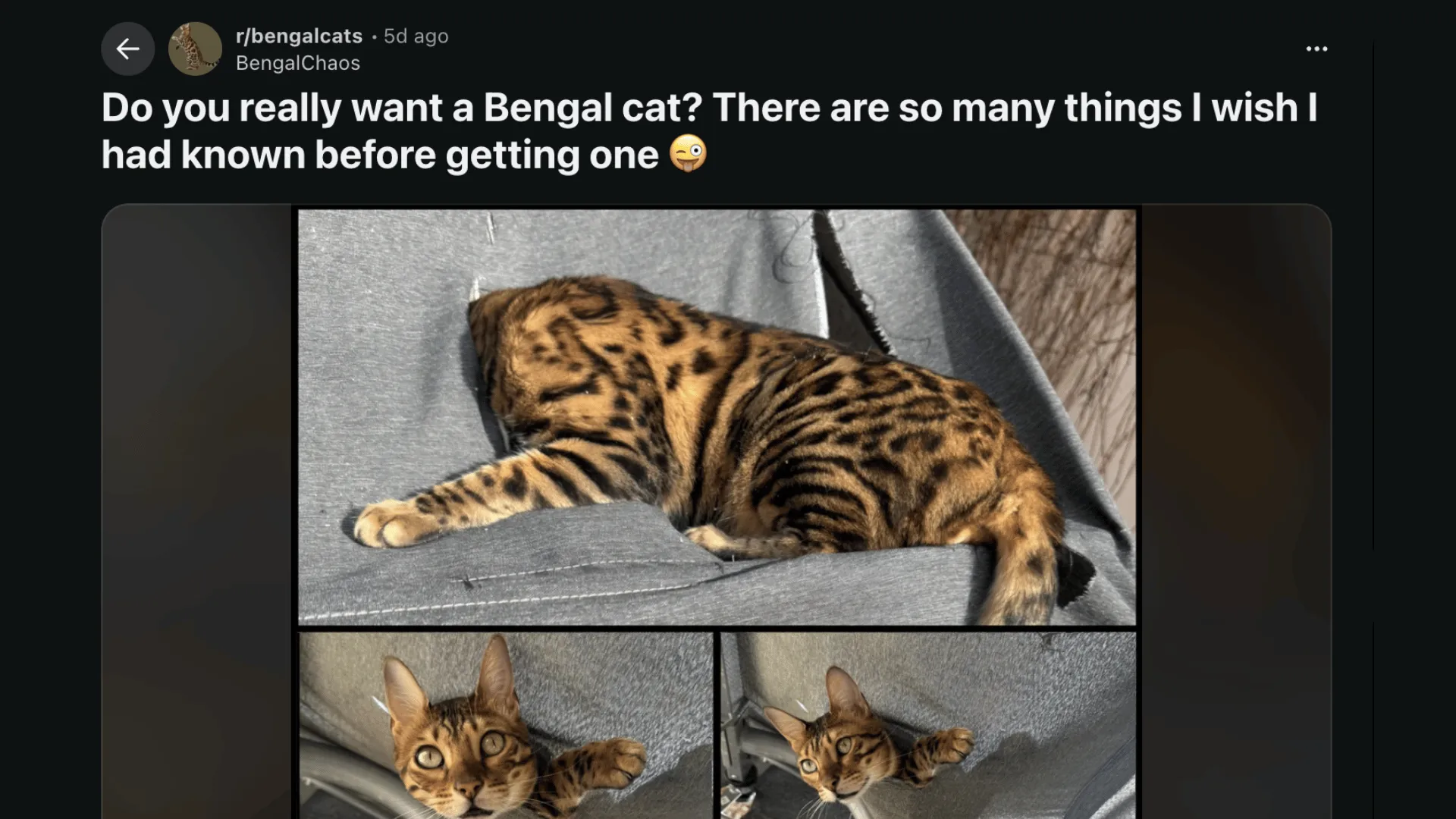 Screenshot of Reddit post about owning a Bengal cat with photos