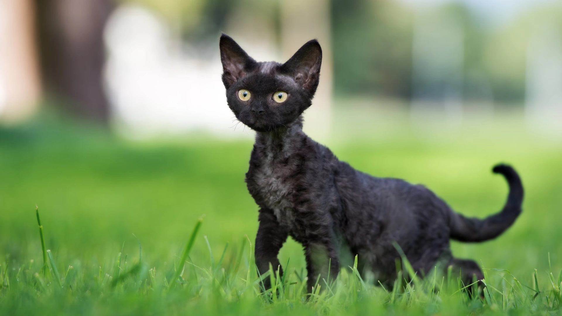 Small black curly coated devon rex cat standing on green grass outdoors with large ears and bright yellow eyes