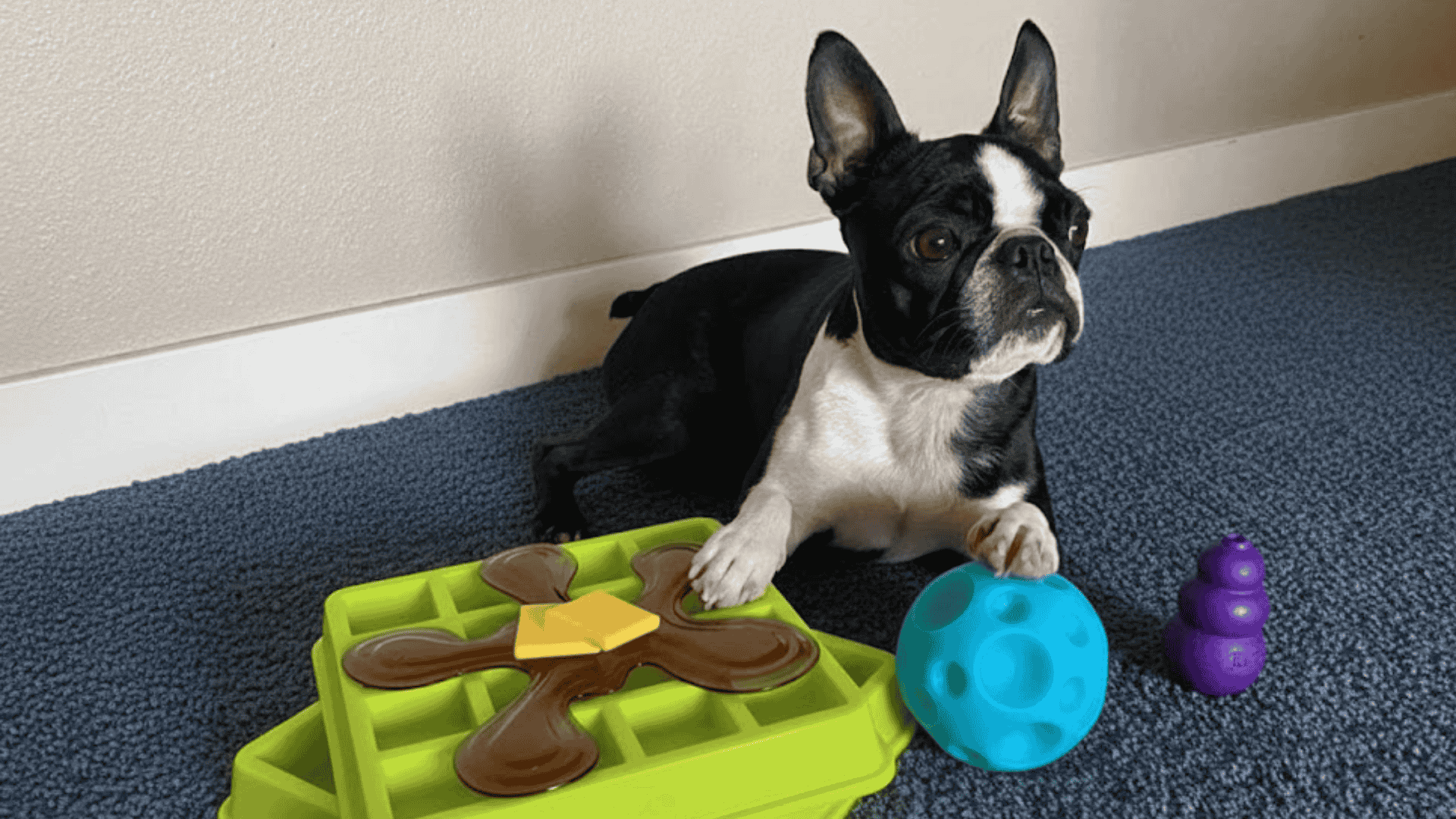 toys to keep dogs busy activity boards and problem solving toys