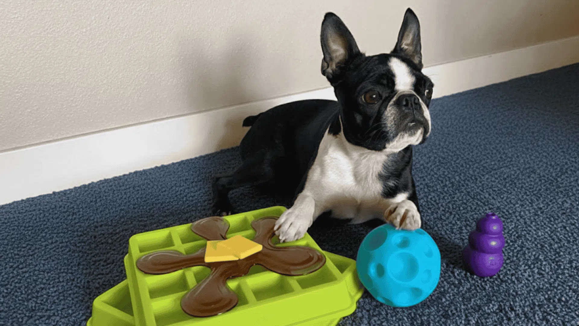 toys to keep dogs busy activity boards and problem solving toys