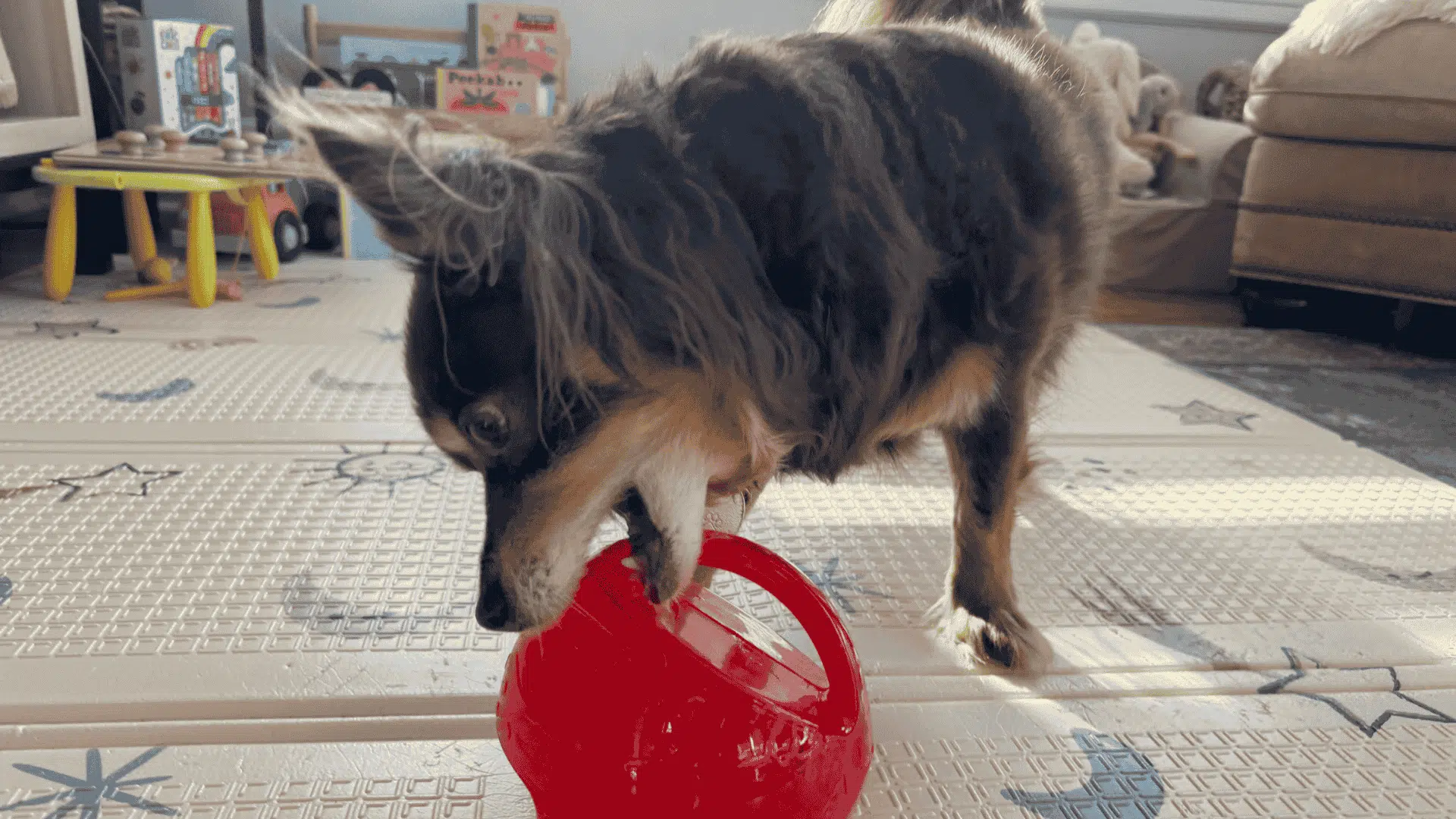 toys to keep dogs busy fetch toys balls frisbees and launchers