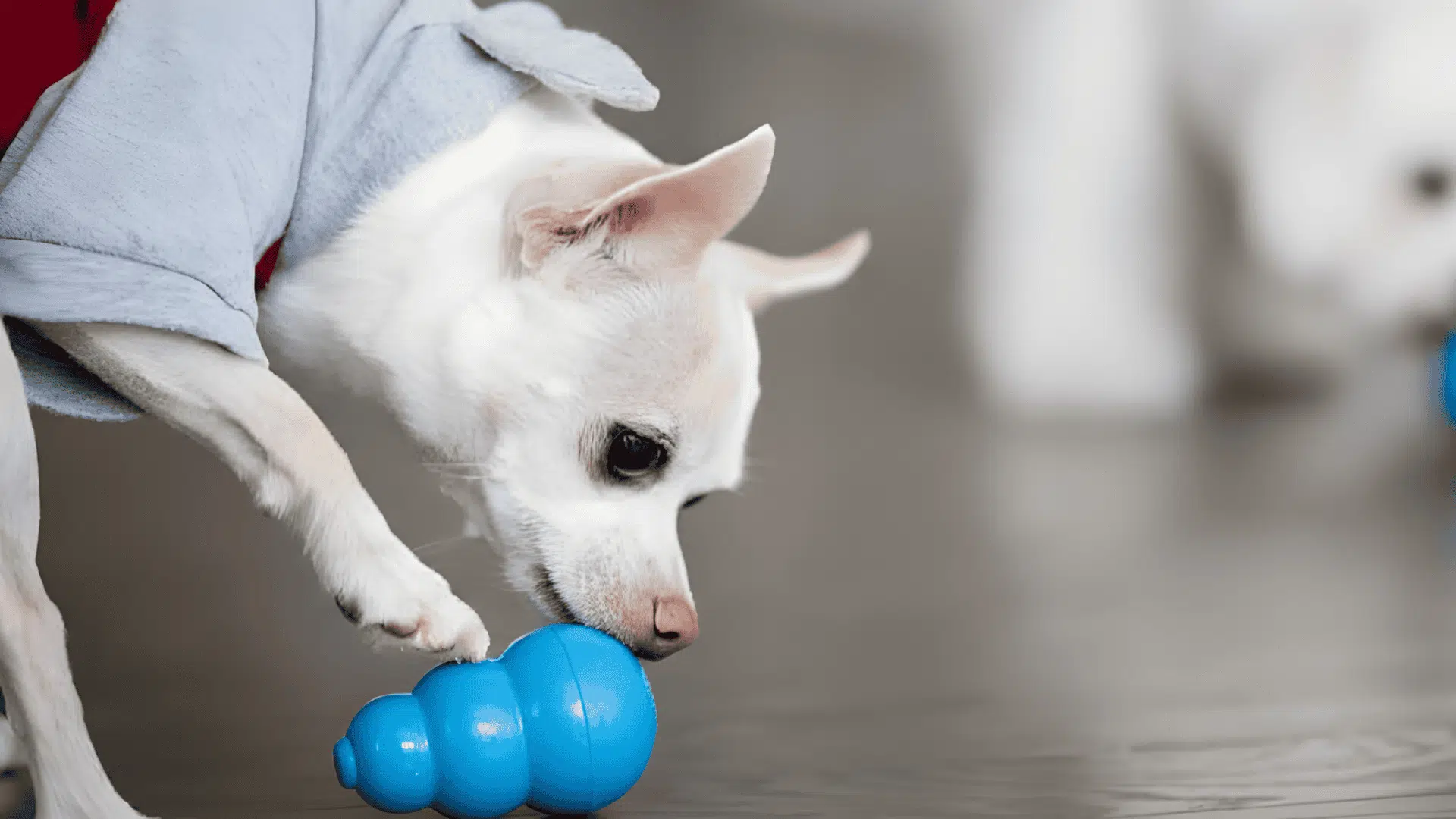 toys to keep dogs busy kong toys and stuffing ideas