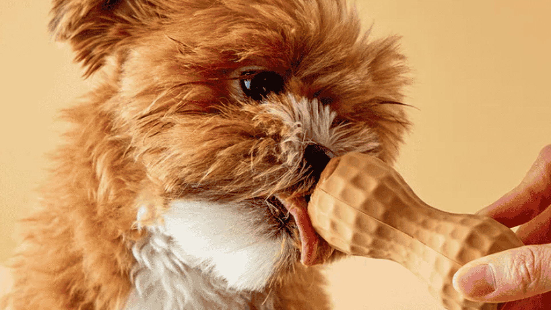 toys to keep dogs busy nylon and durable chew sticks