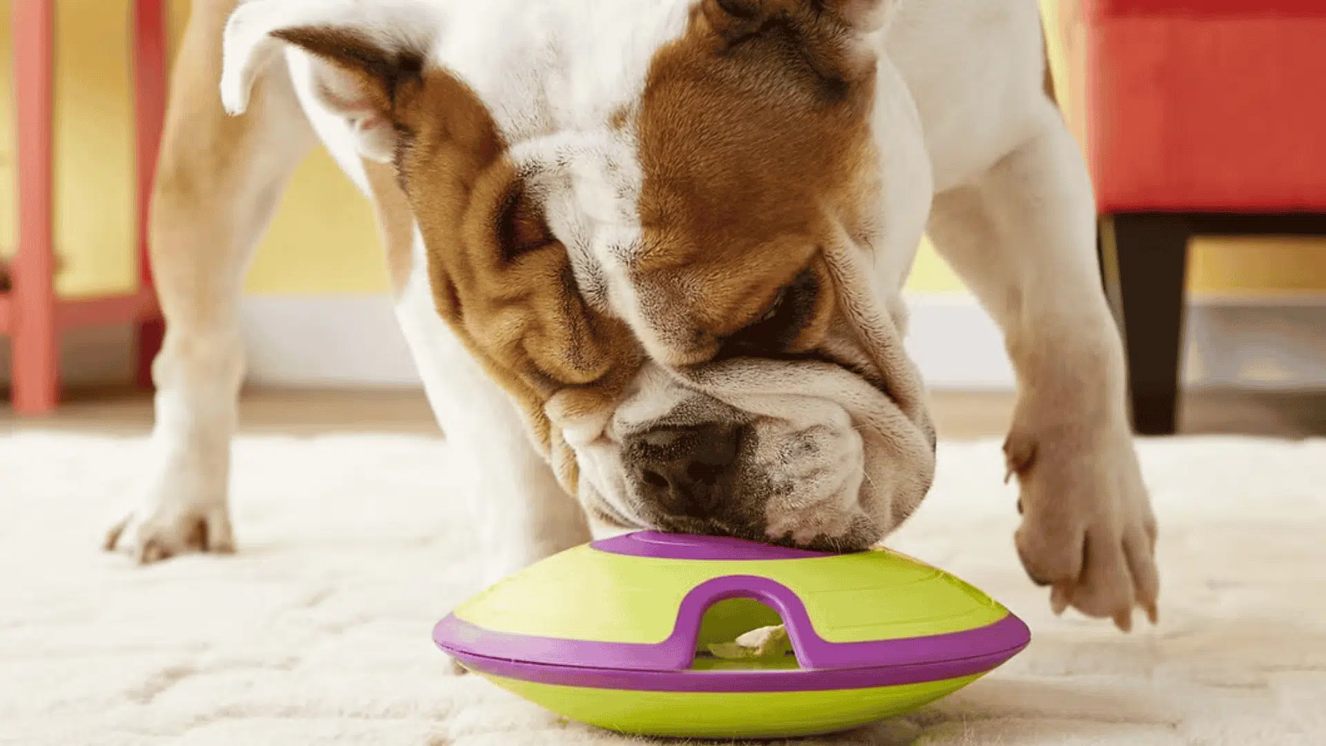 toys to keep dogs busy puzzle feeders and treat dispensing toys