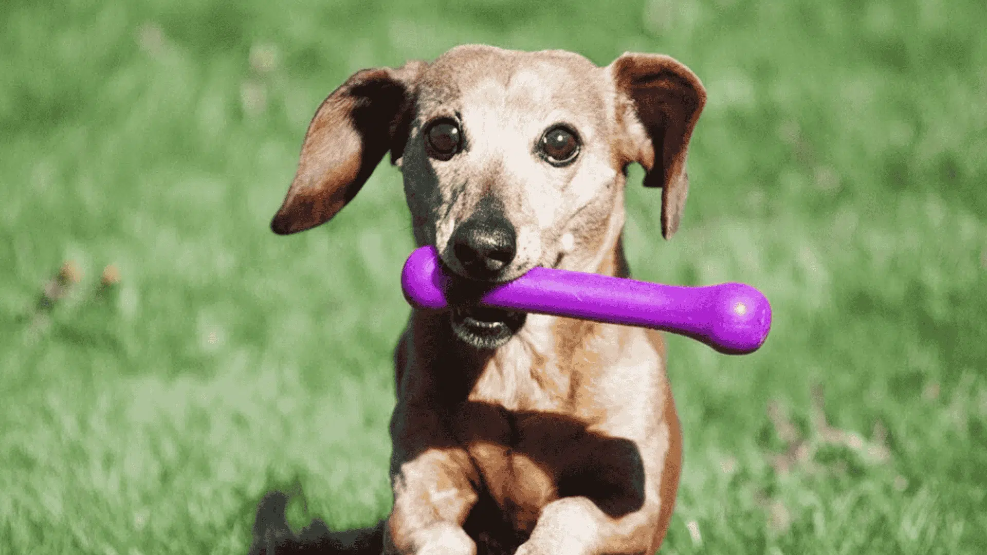 toys to keep dogs busy rubber chew toys and bones