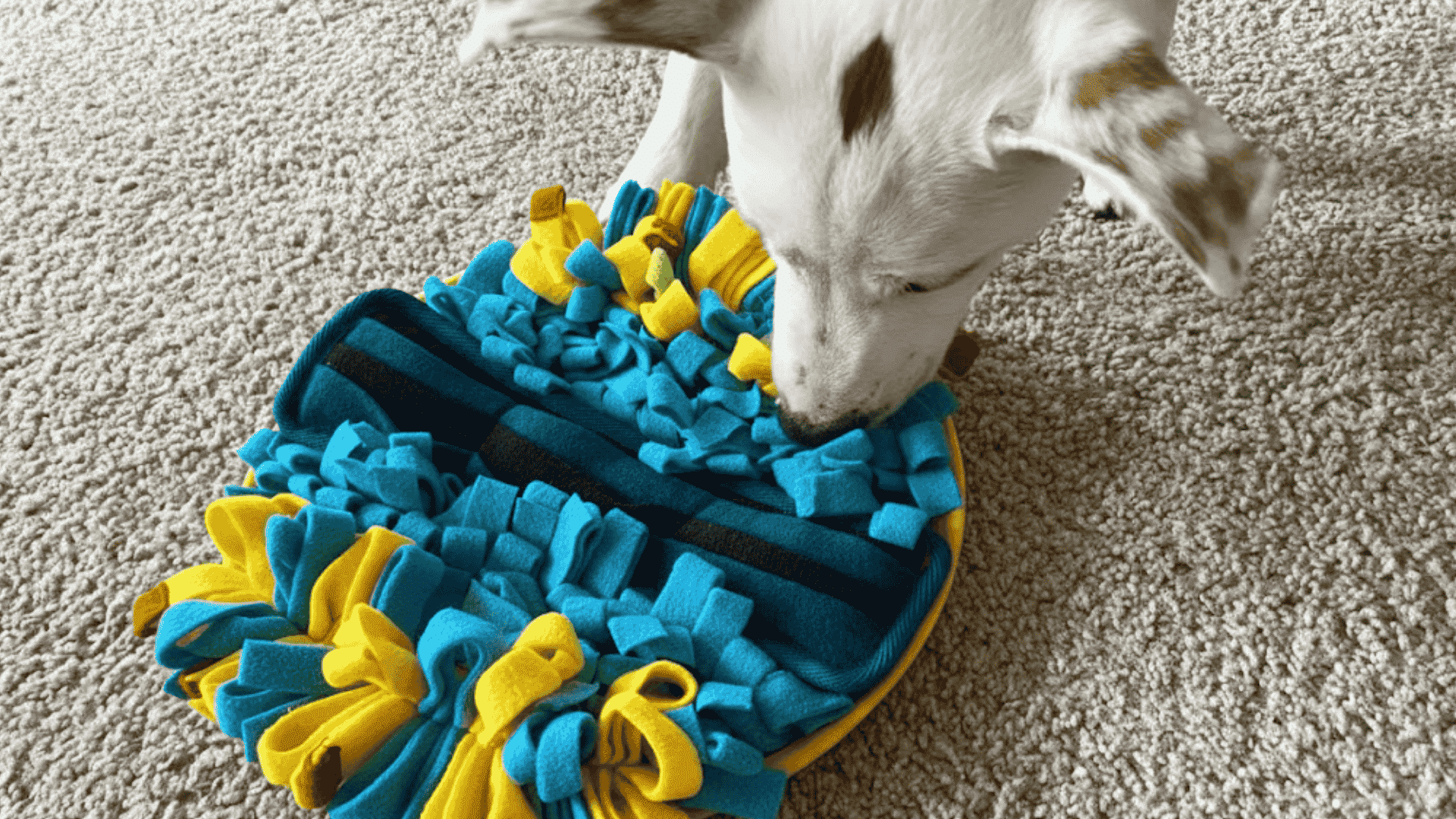 toys to keep dogs busy snuffle mats and scent based toys