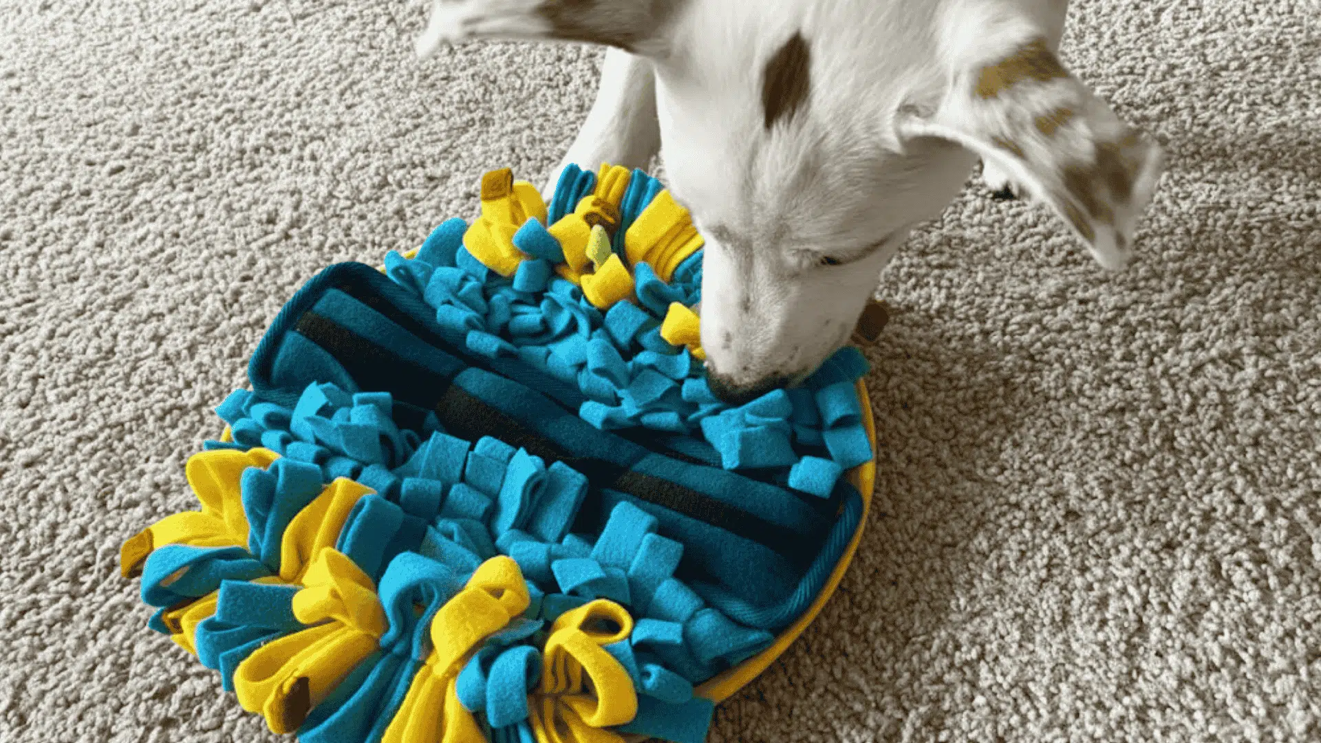 toys to keep dogs busy snuffle mats and scent based toys
