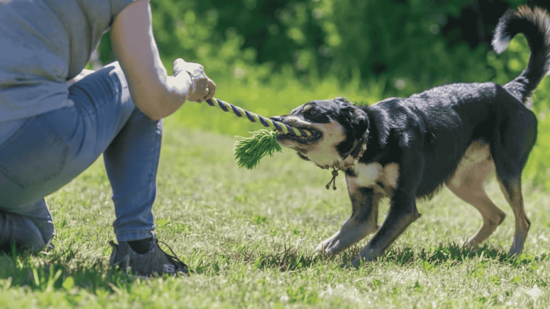toys to keep dogs busy tug toys and rope games