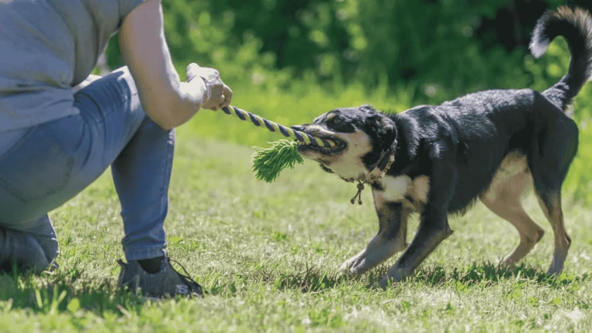toys to keep dogs busy tug toys and rope games