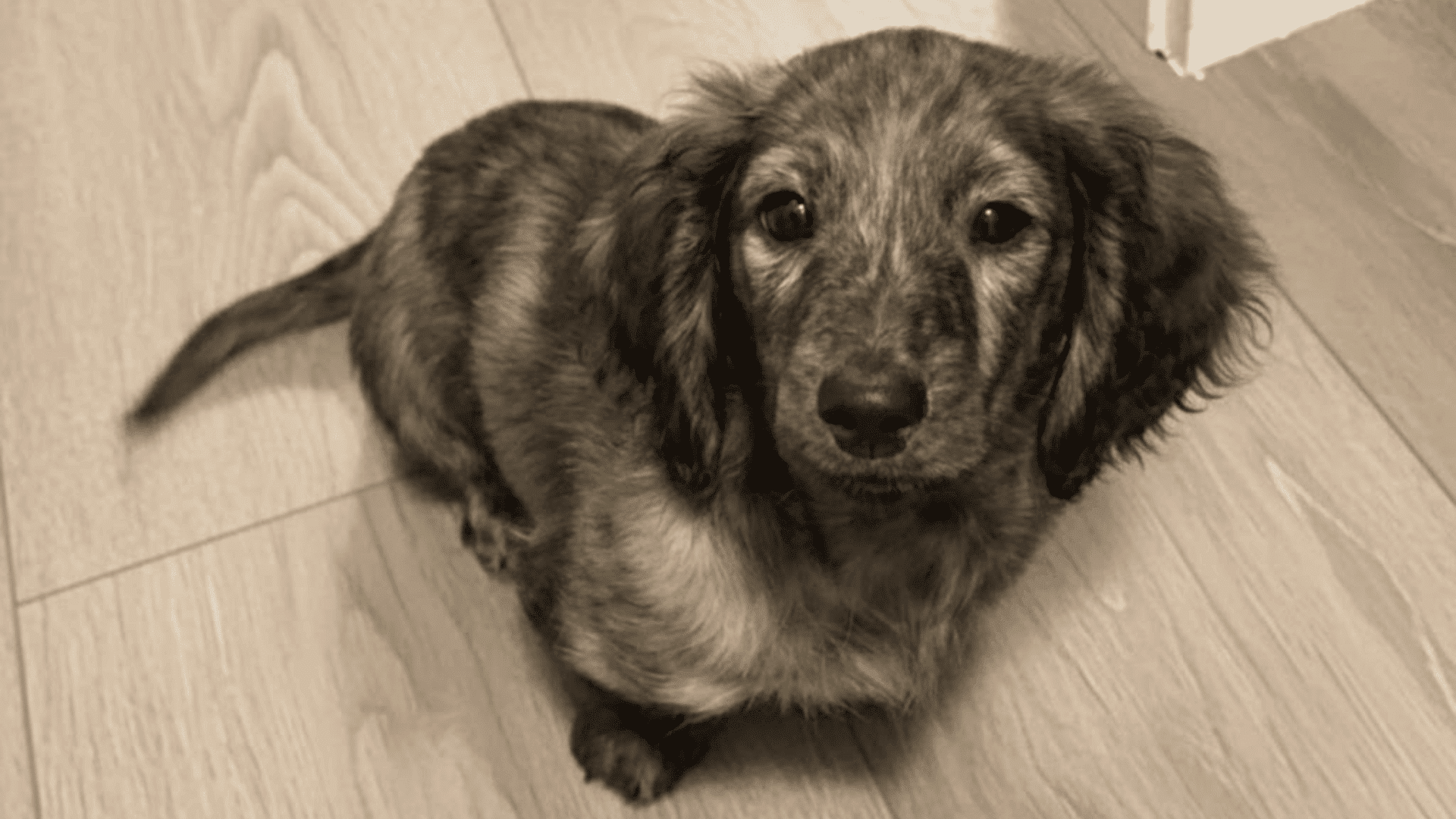 types of dachshunds brindle dachshund