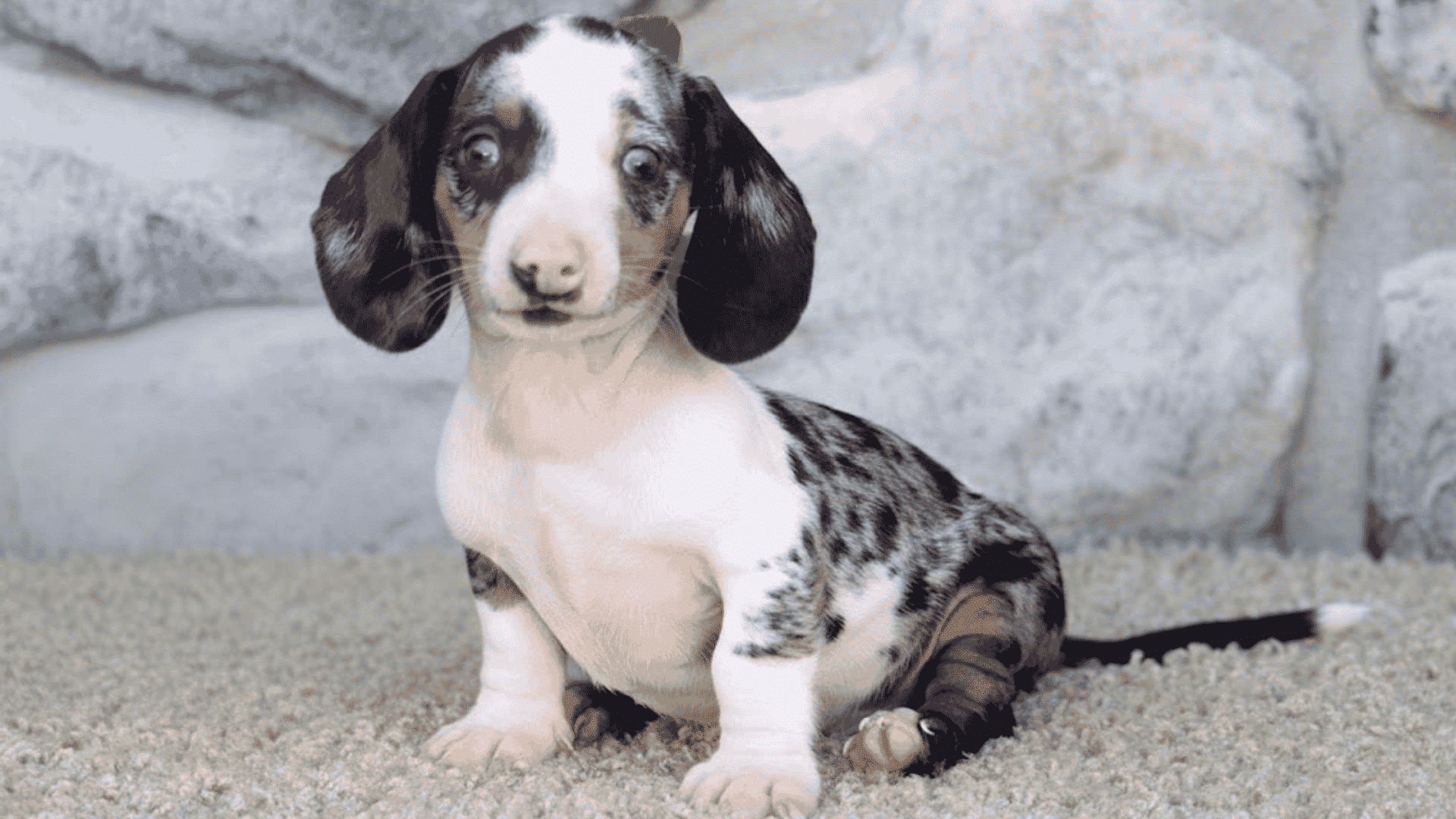 types of dachshunds dapple dachshund