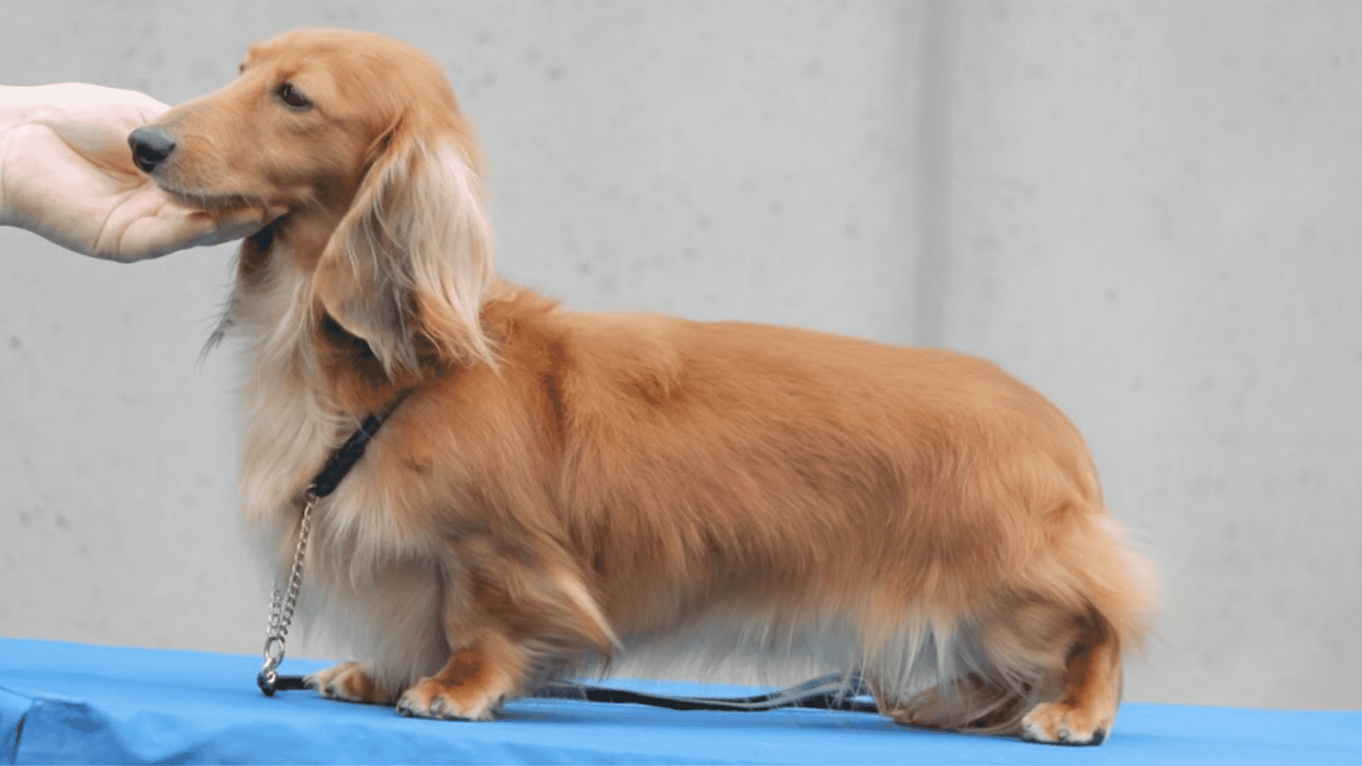 types of dachshunds long haired dachshund